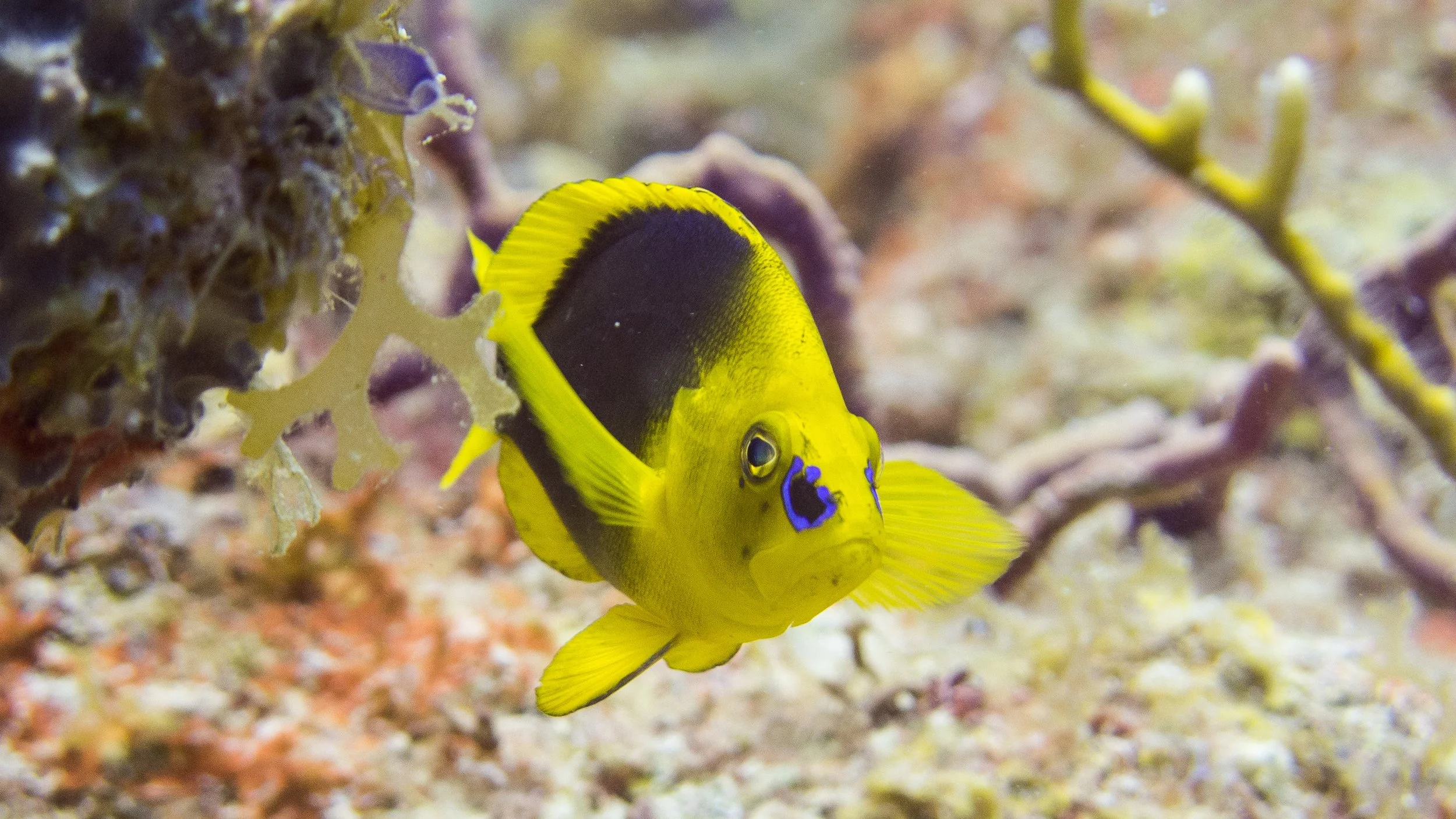 Location: BVI, Ringdove Rock