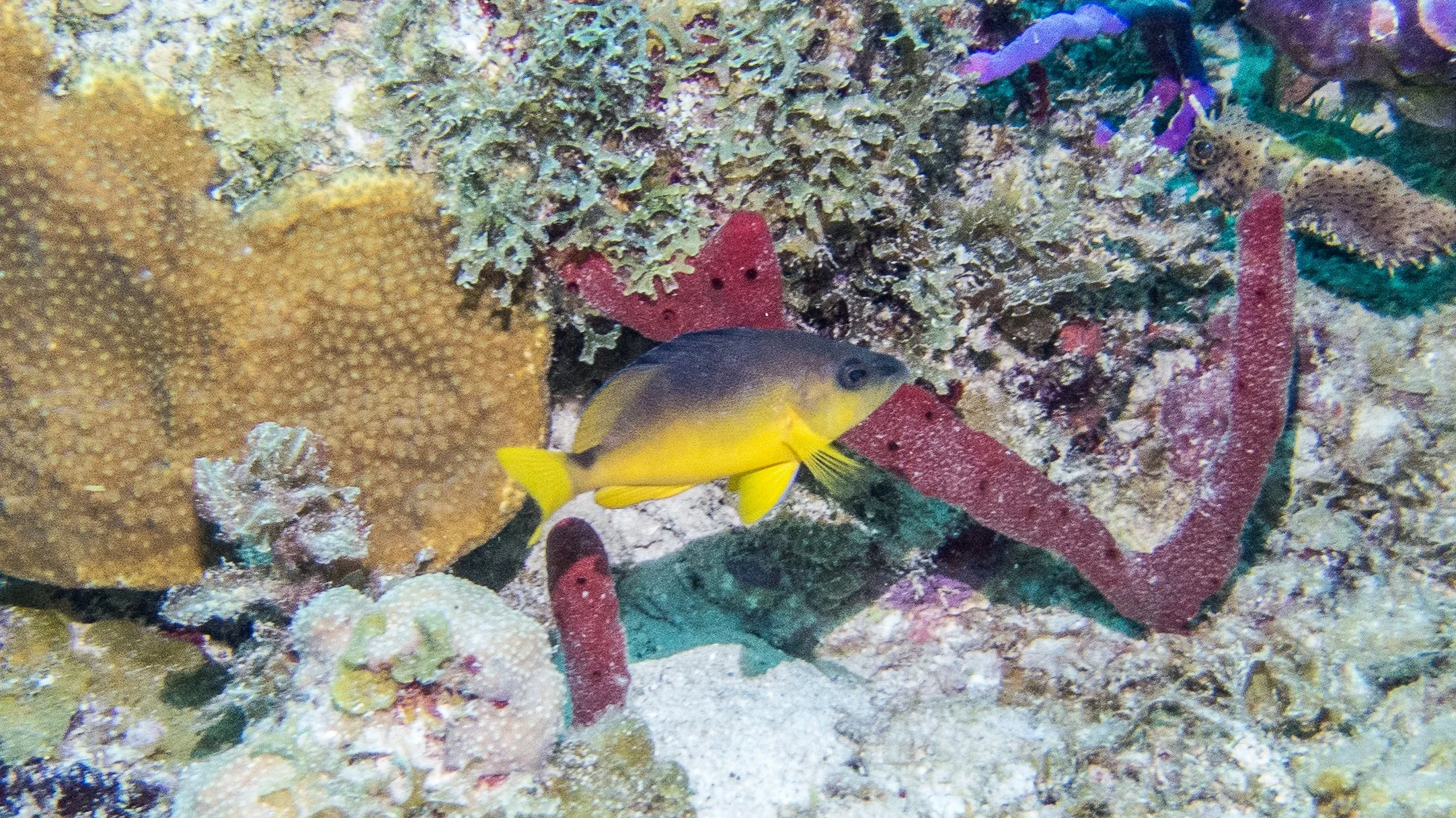 Location: BVI, The Indians