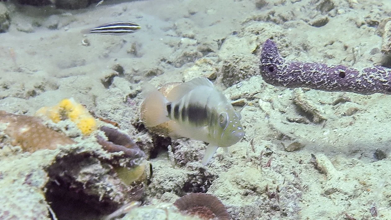 Each of these specimen were taken different years at the stated location, but are most likely juvenile Black Hamlets. The horizontal line for the Striped Hamlet must curve above the pectoral fins, this one is straight and they have only been confirme