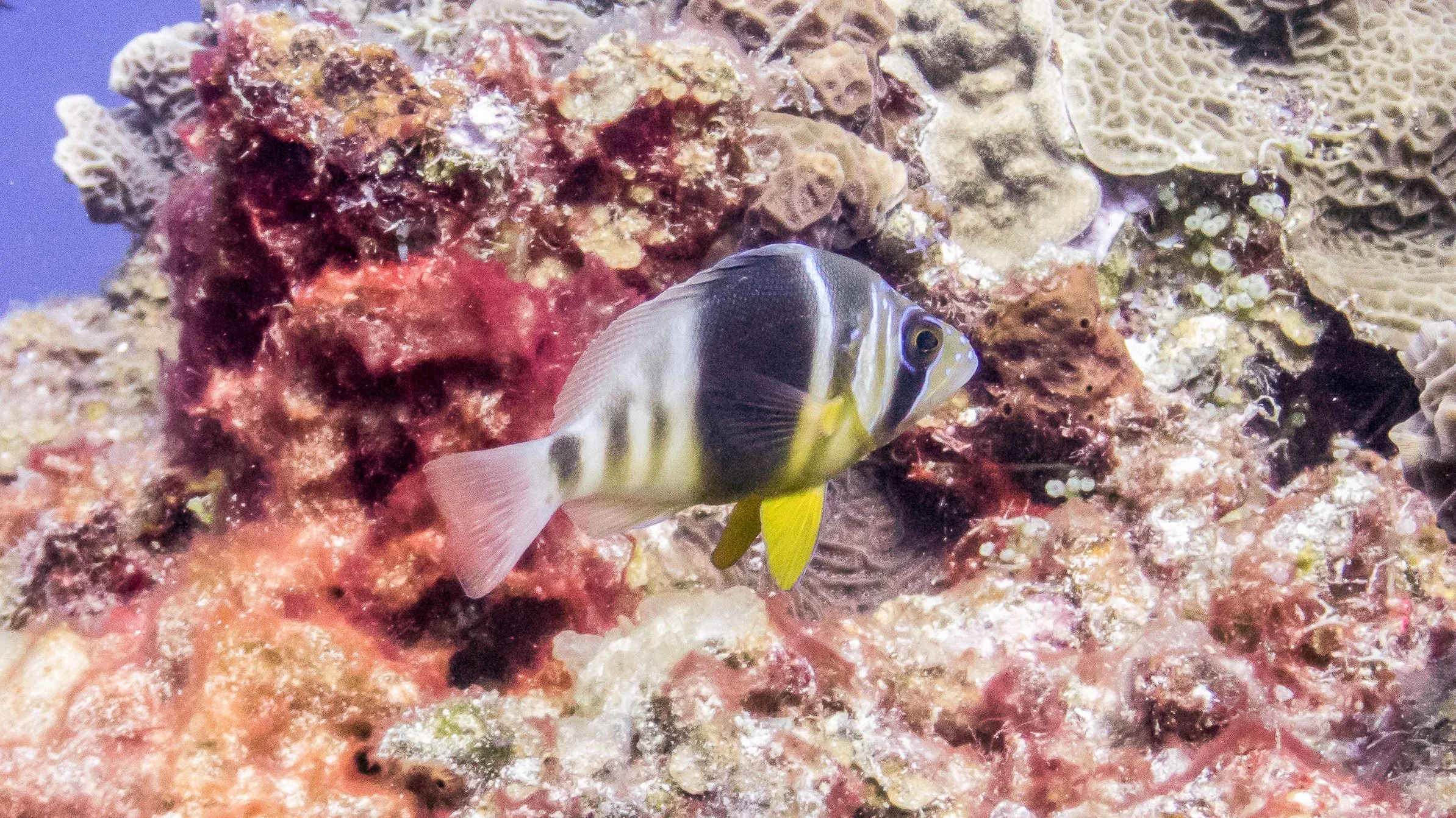 Pale head, dark brown vertical bars, solid yellow pelvic fins, clear dorsal fin with dark brown frontal tint, blue iridescent lines on head, yellow tint on lower part of body. Location: Cozumel, Palancar Caves