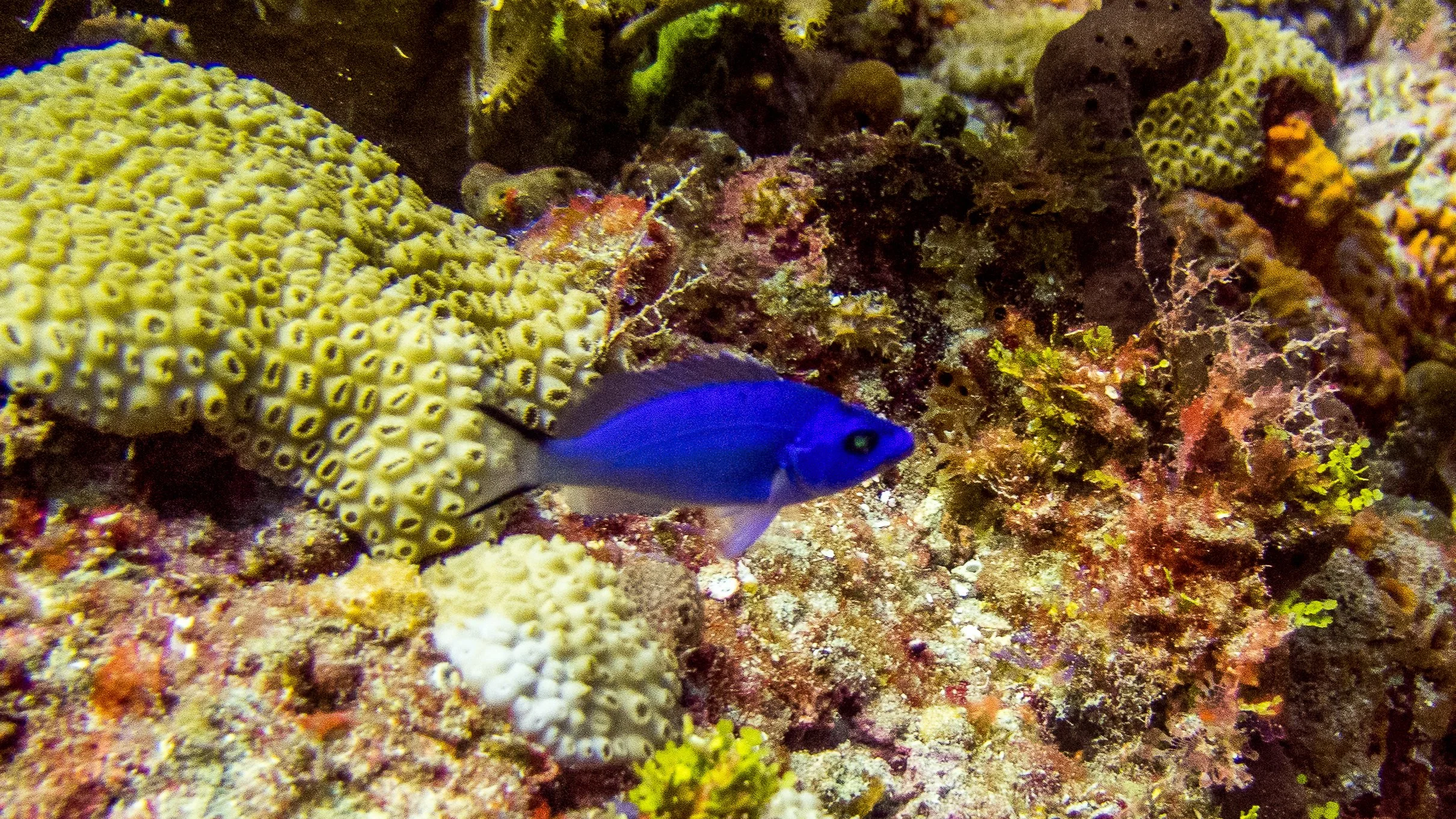 Location: Florida, Boynton Beach, Lynn's Reef