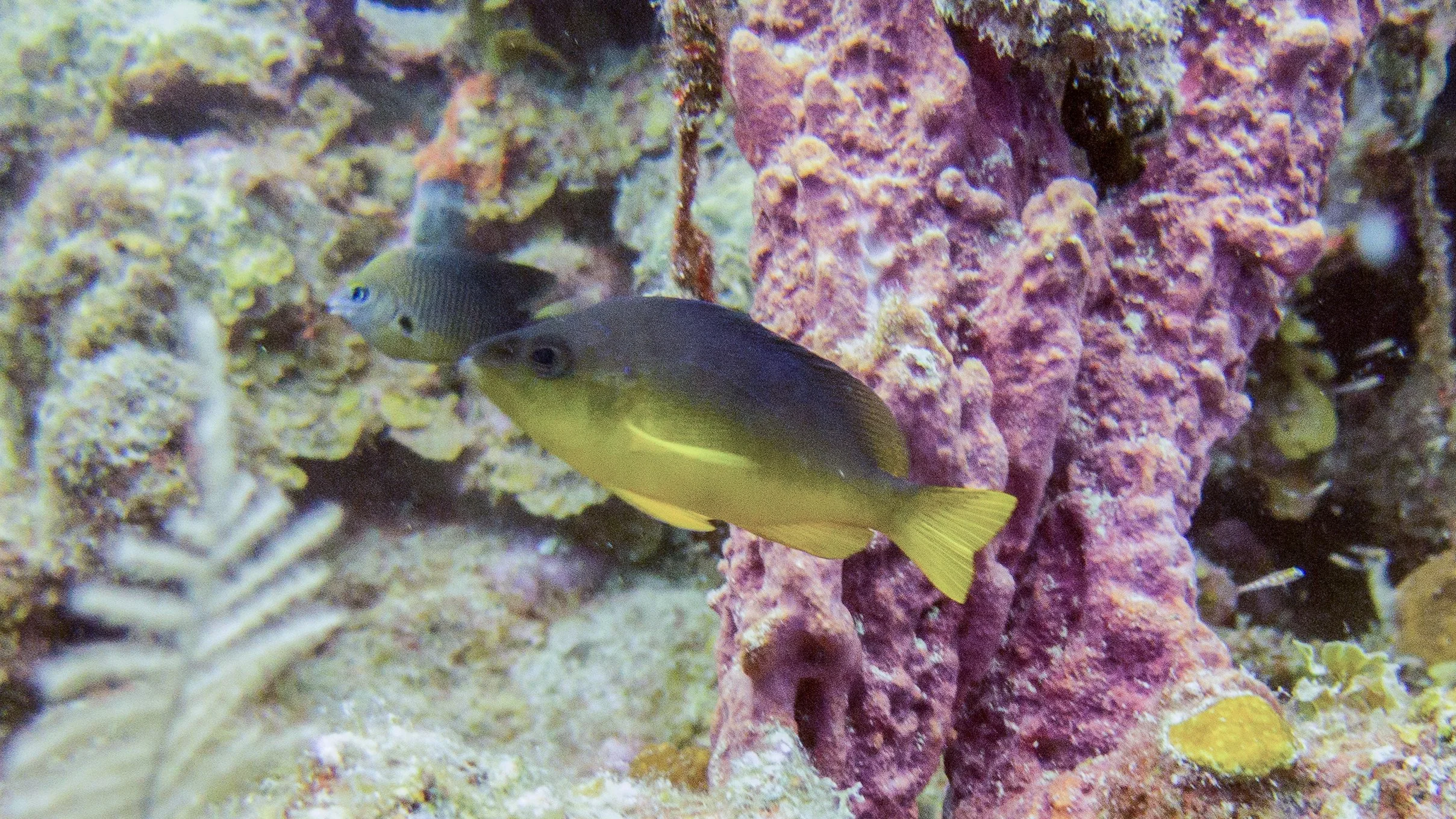 Location: BVI, Randy's Reef