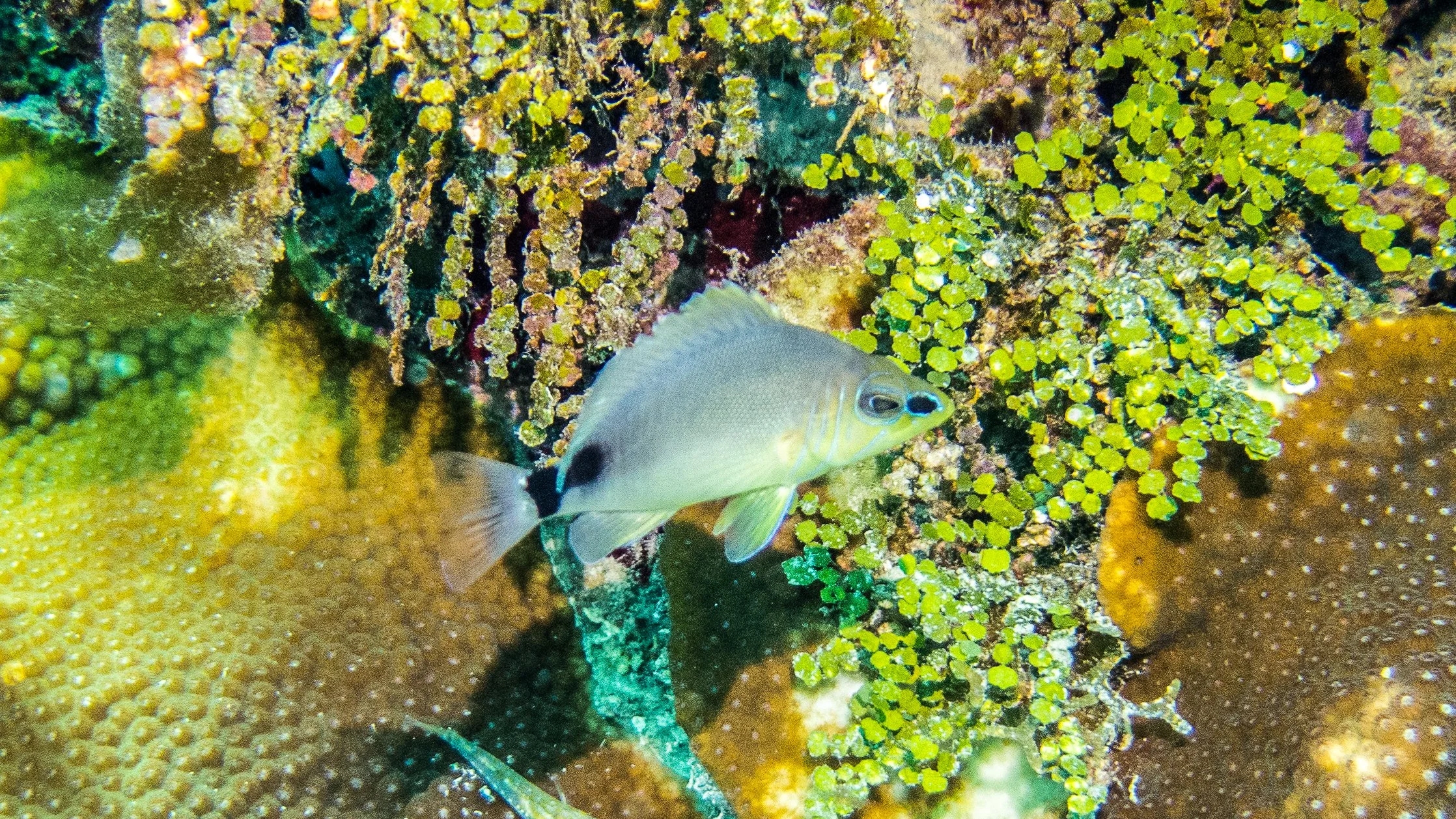 Location: BVI, Randy's Reef