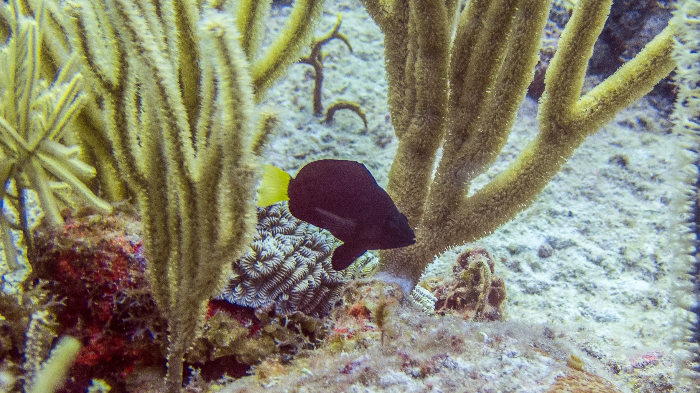 All fins and body black with solid yellow tail. Location: BVI, Angelfish Reef