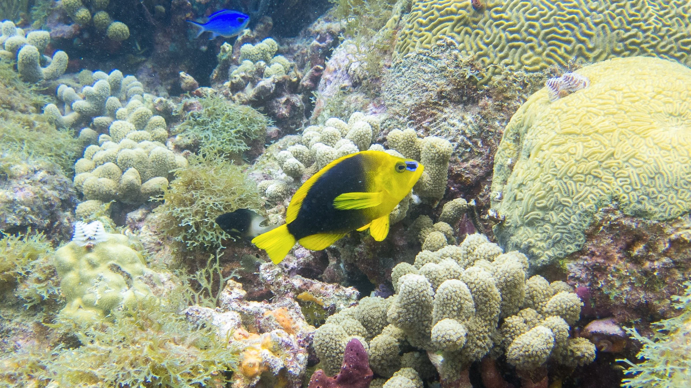 Location: Grenada, Carriacou Island, Sandy Island