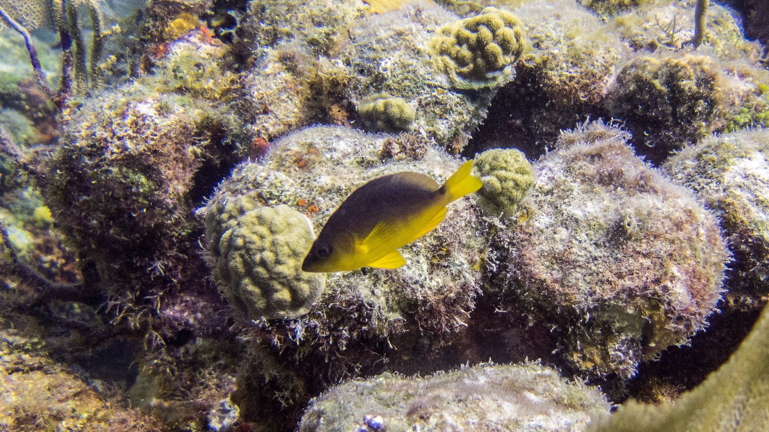 Location: BVI, Randy's Reef