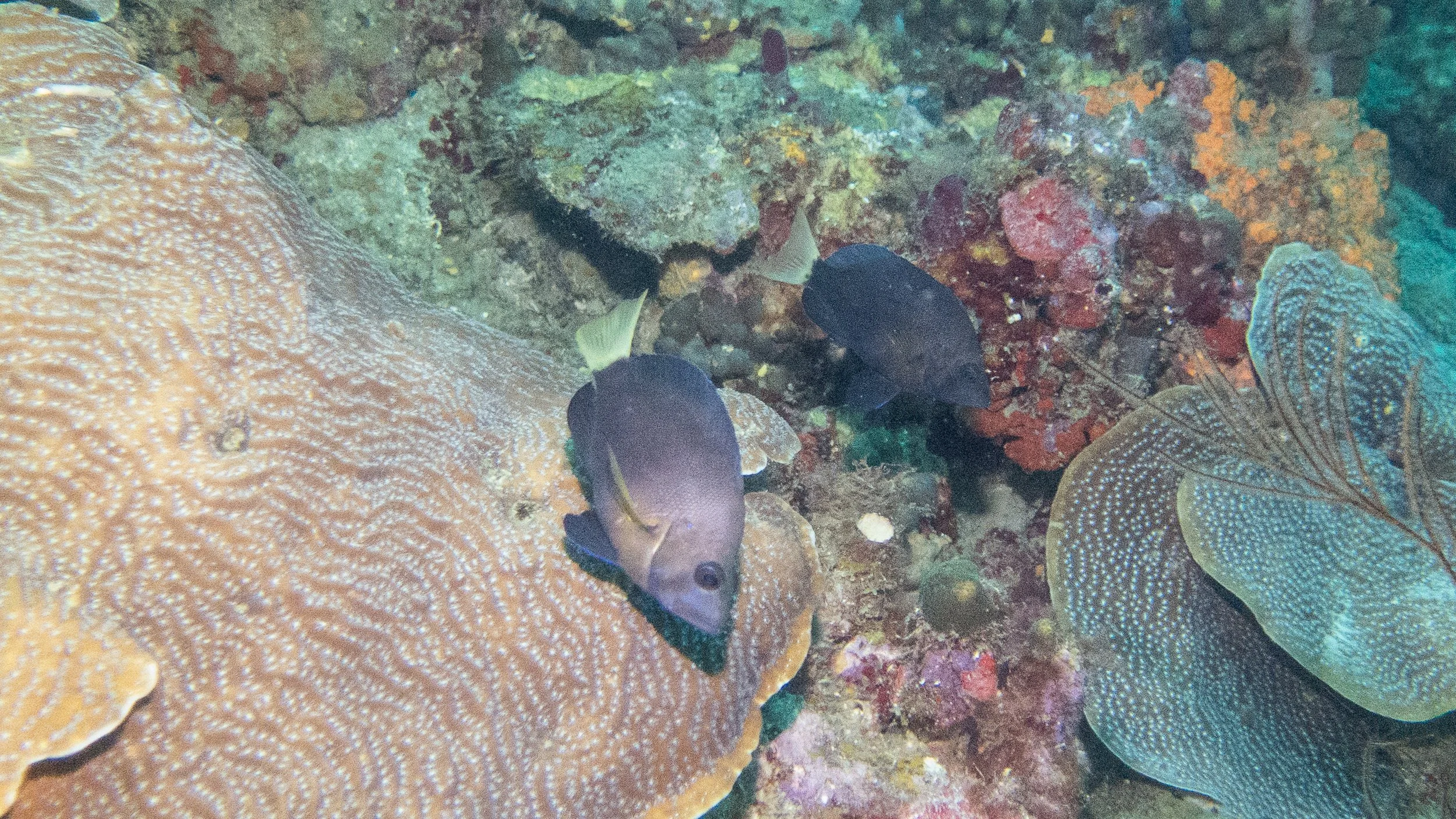 Body black, yellow pectoral fins, and yellow tint on body at base of pectoral fins, blue margin on pelvic fins and yellow tail. Location: St Vincent, Bequia Island, Orca II