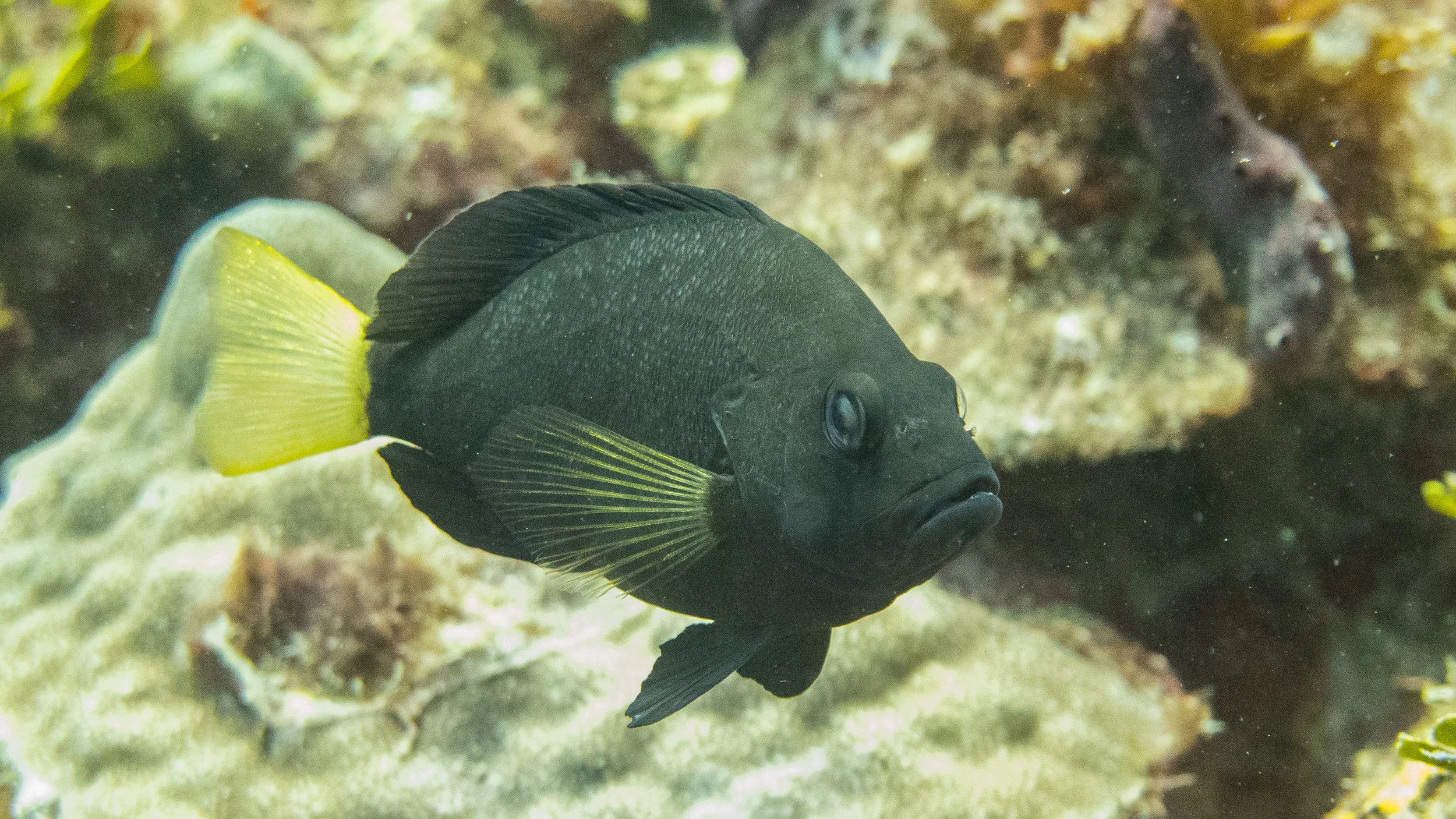 Body and fins black, but yellow pectoral fins and yellow tail. Location: St Vincent, Canouan Island, Little Bay