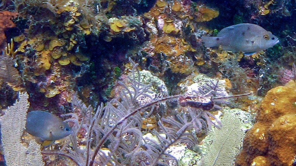 Location: Belize, Placencia, Seal Cay