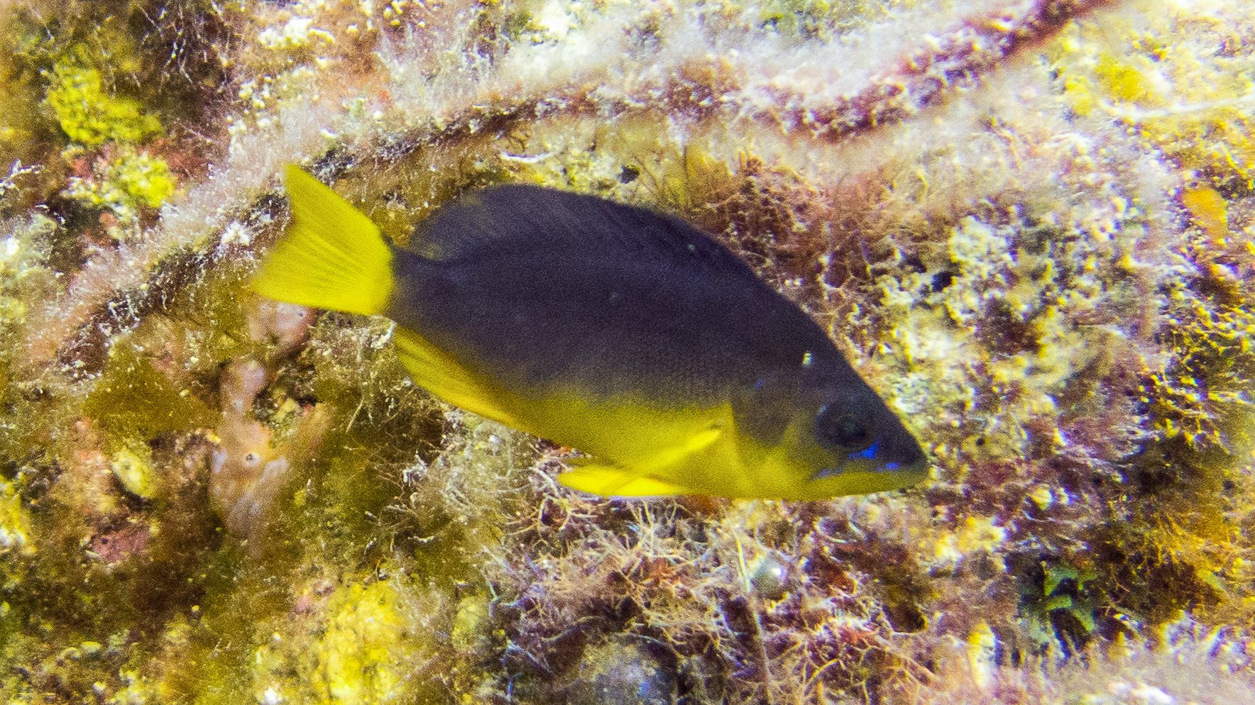 Location: BVI, Randy's Reef