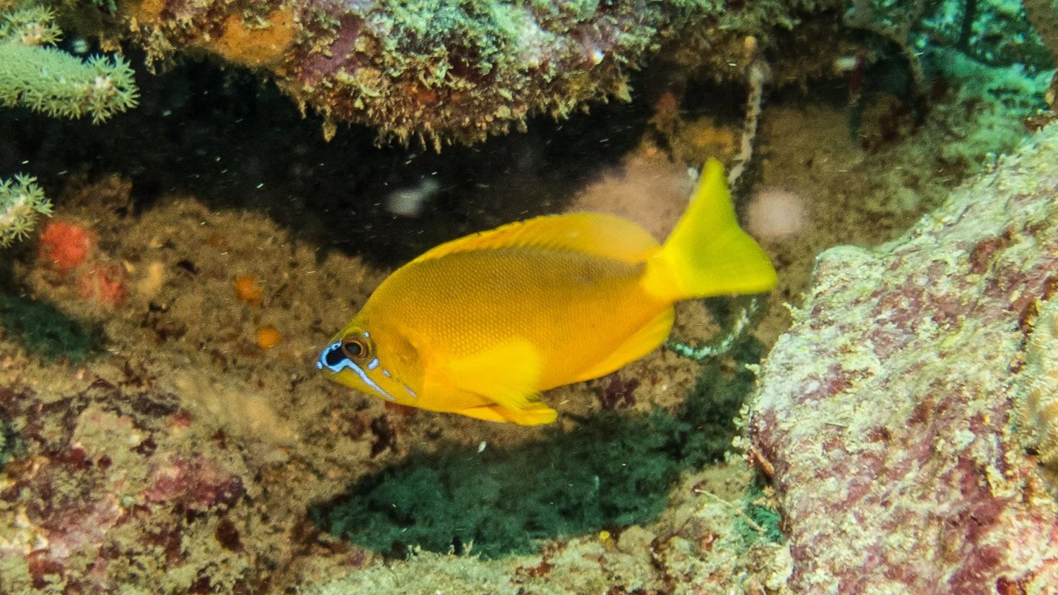 Location: Tobago, Mt Irving Extension 