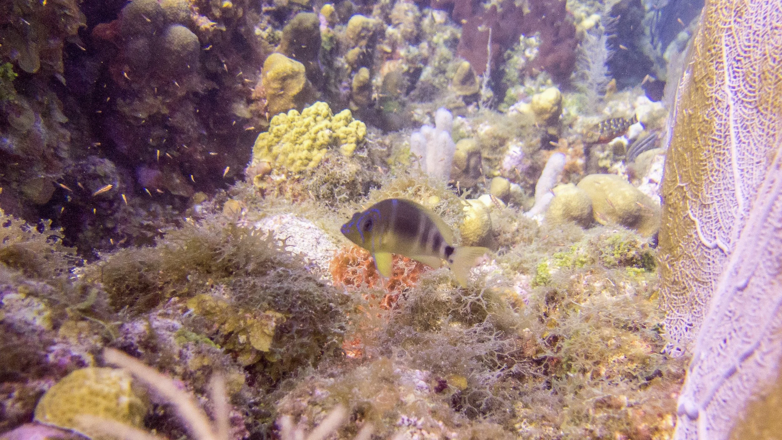 Location: BVI, Randy's Reef