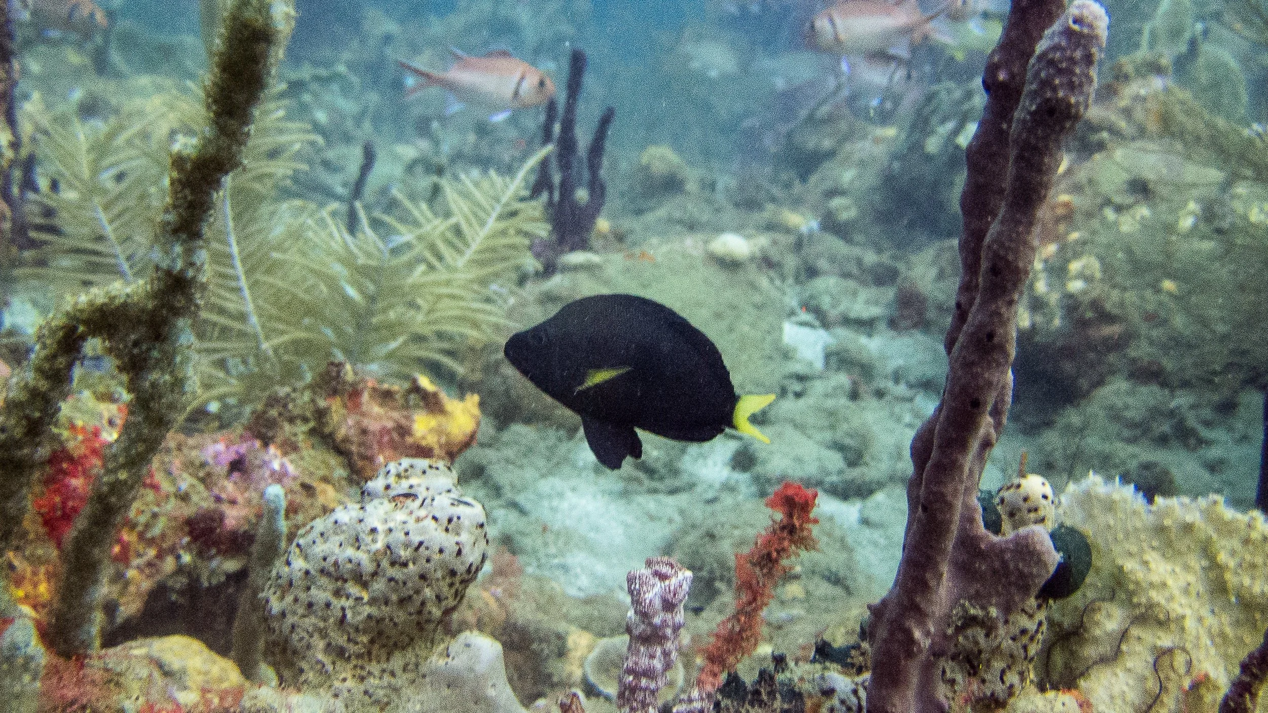 Body and fins black, but yellow pectoral fins and yellow tail. Location: St Vincent, Bat Cave