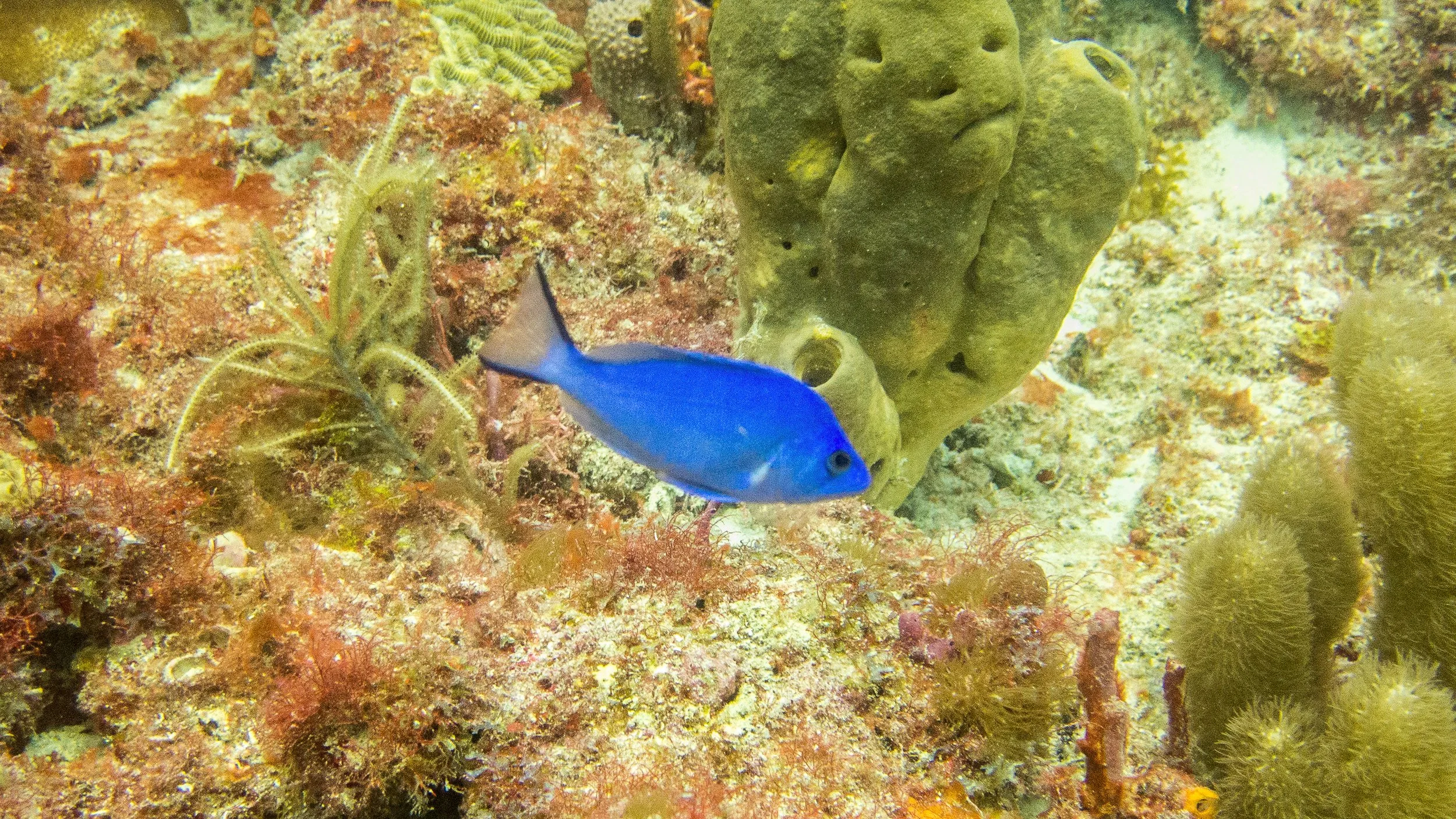 Location: Florida, Pompano Beach, Lighthouse Reef