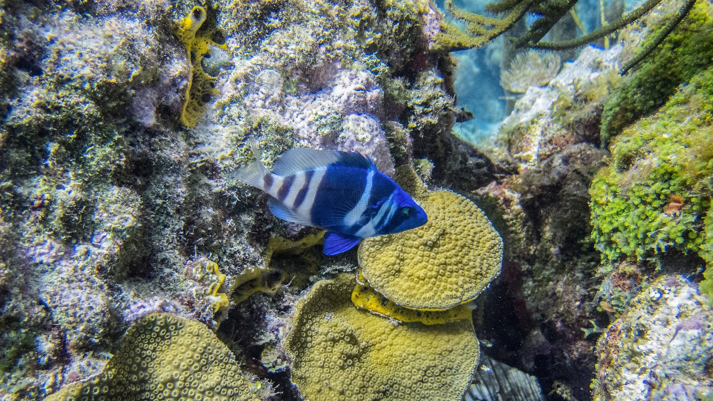 Location: BVI, Randy's Reef