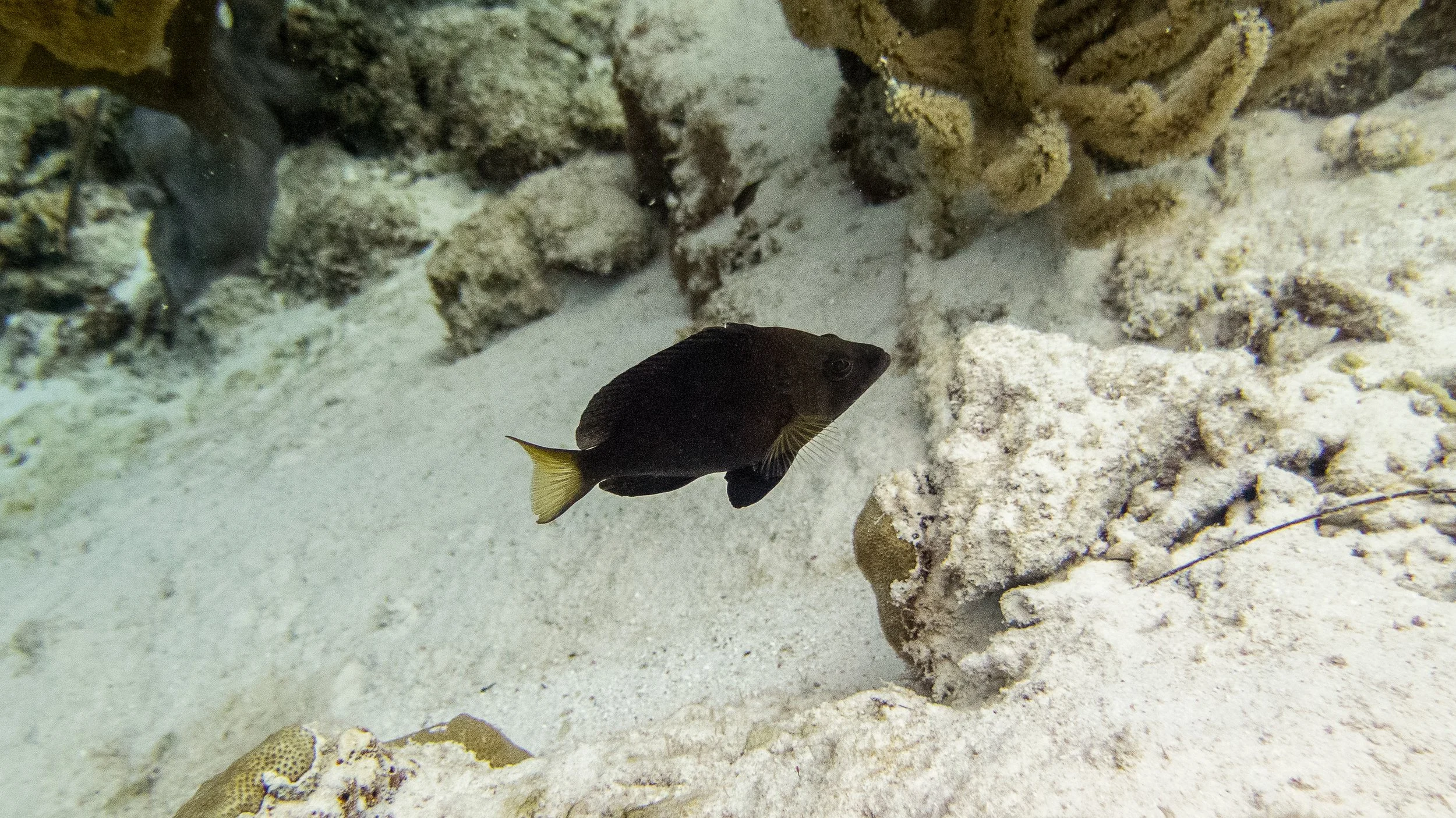 Body and fins black, yellow tint pectoral fins,  and black margins on pale yellow tail.Location: Bonaire, Windsock