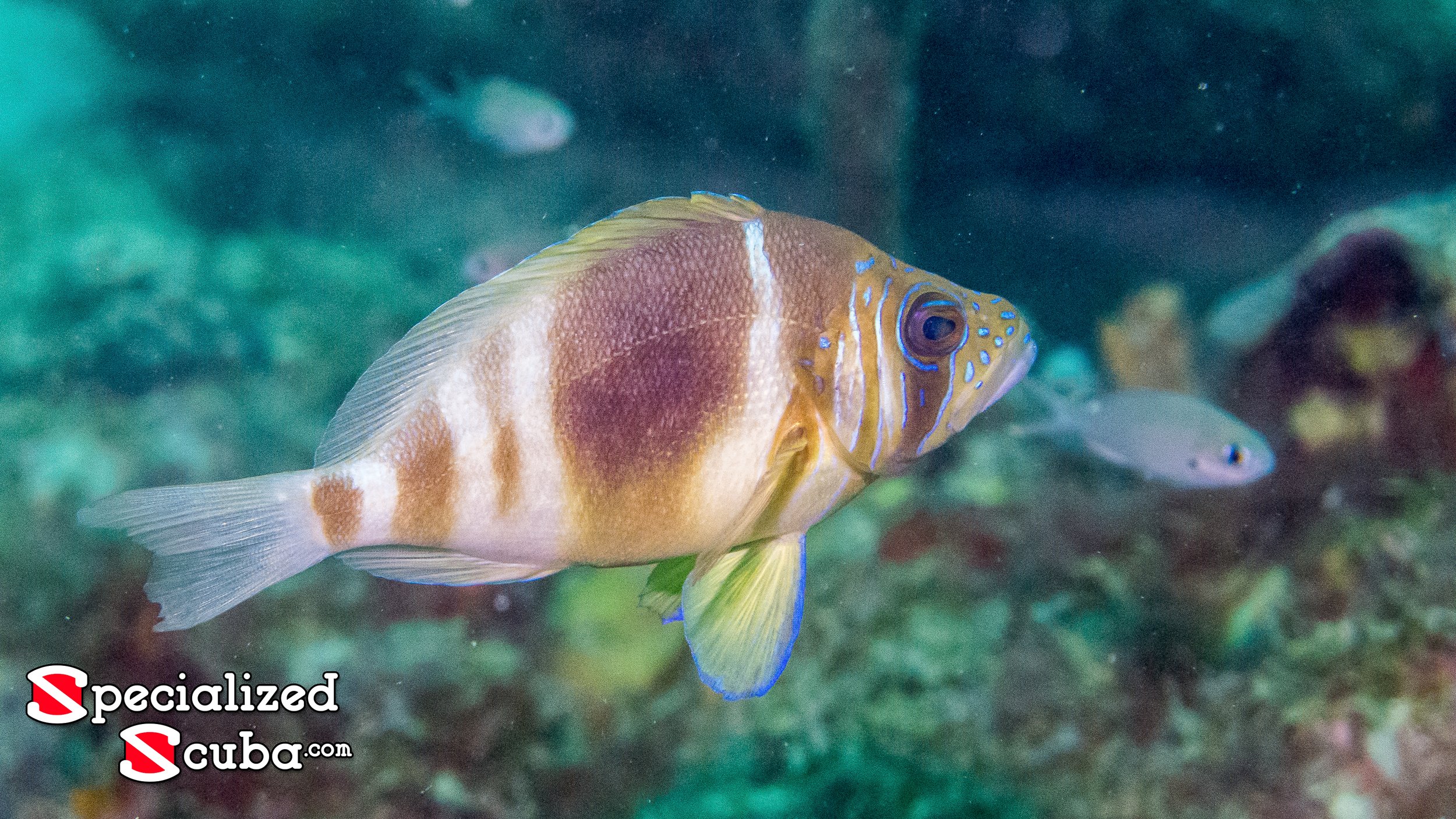 Tan head with brown vertical bars, yellow pelvic fins with blue margins, iridescent blue lines on the head, yellow tint front of dorsal fin.

Location: St Vincent, Union Island, Chatham Bay North