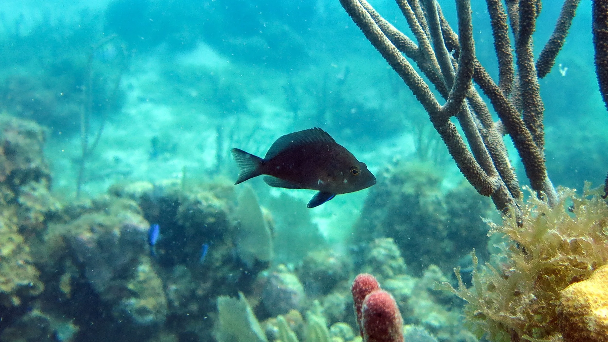 Location: BVI, Kelly's Cove