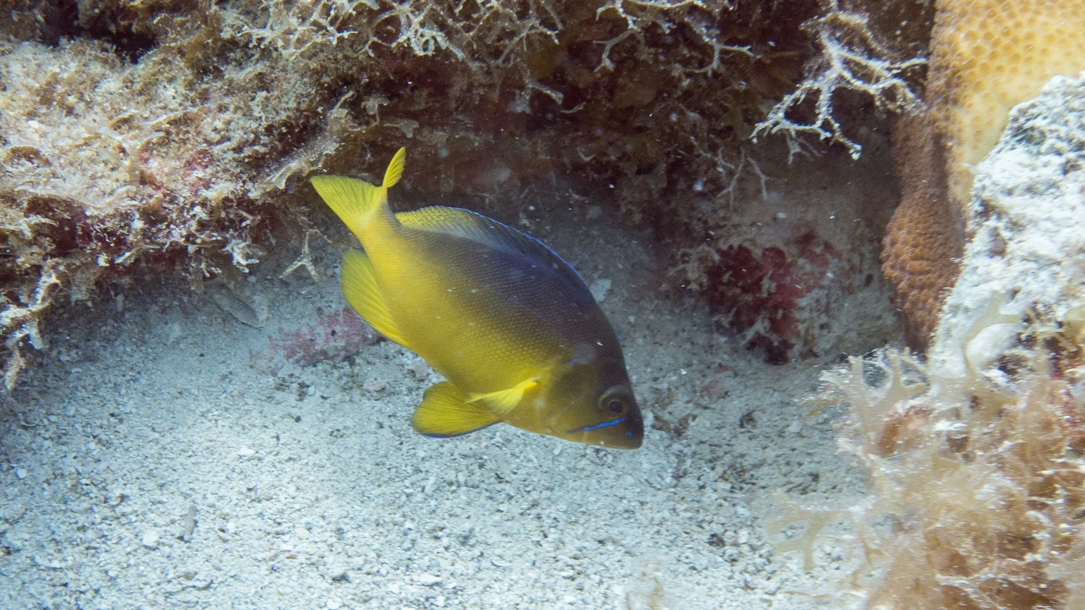 Location: BVI, Cow's Mouth