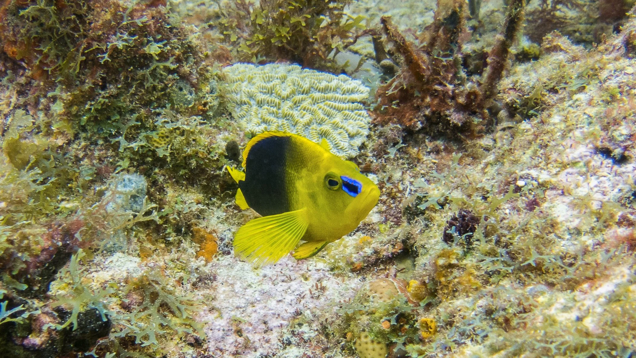 Location: Grenada, Carriacou Island, Sandy Island