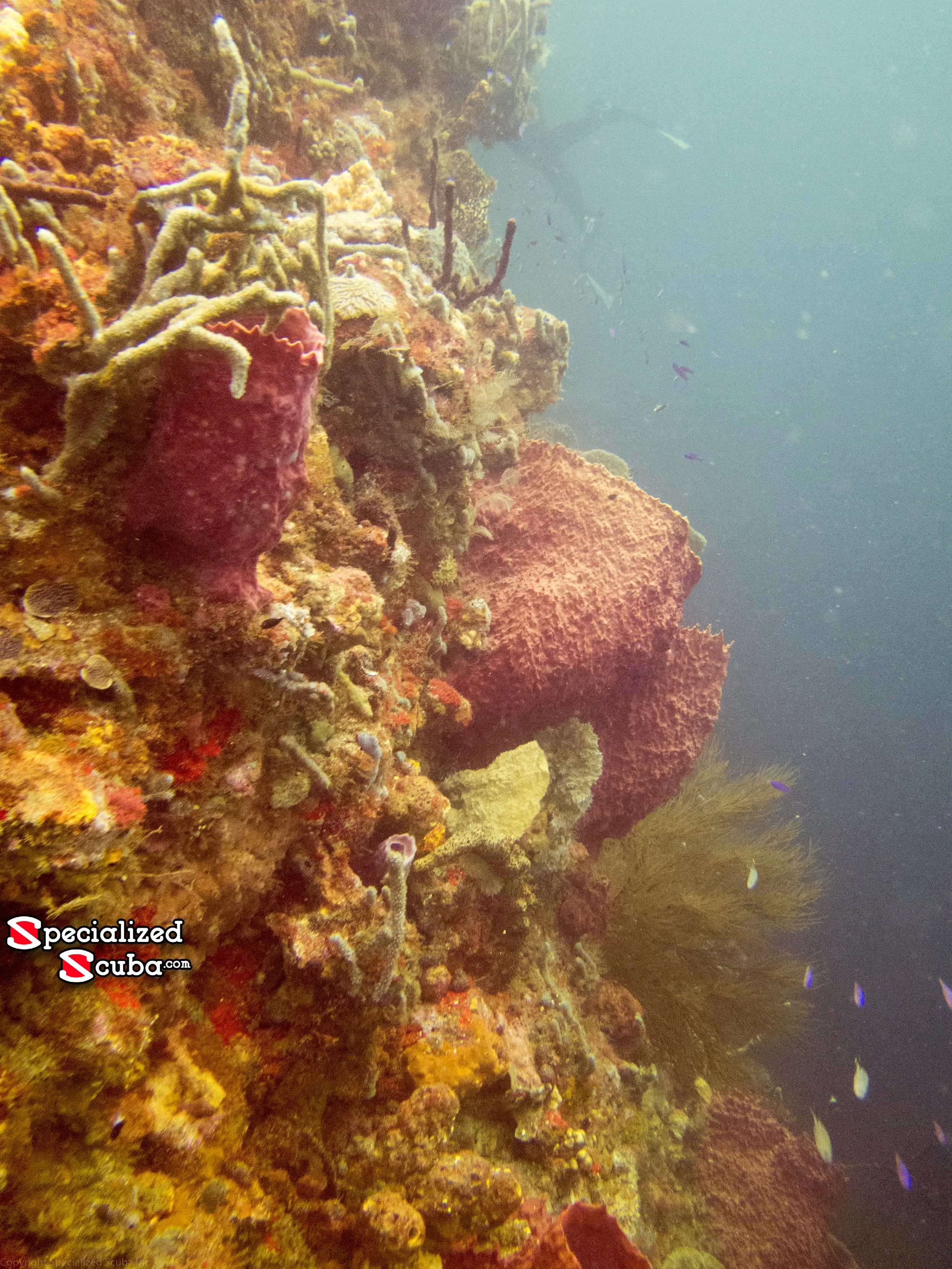 Underwater view of a coral reef wall in St Vincent with various corals, huge Barrel Sponges, and schools of fish swimming in the background.