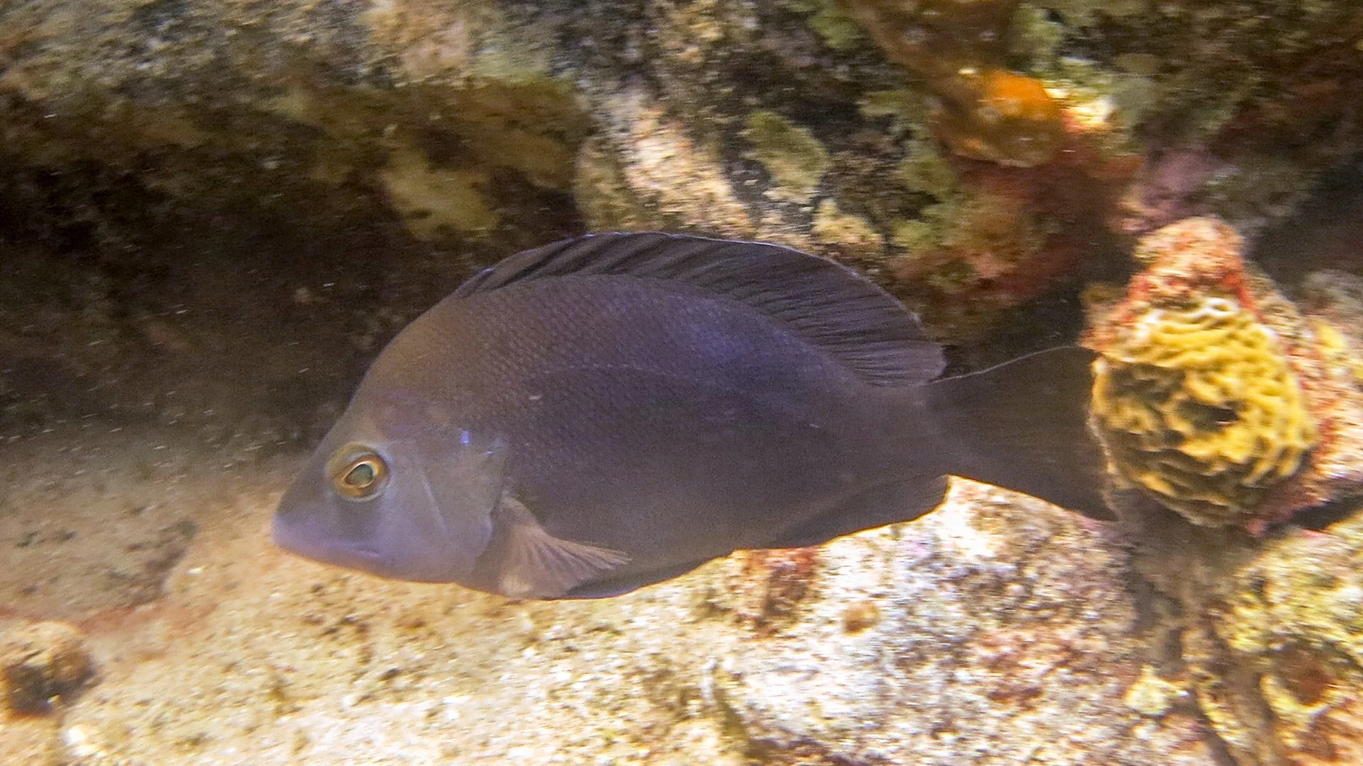 This specimen has the dark brown coloration, a violet dot over the upper ear corner of the opercle, the blue edging on the pelvic fins, the center of the tail is not clear and it was not found in a previously confirmed location. Location: Guadeloupe,