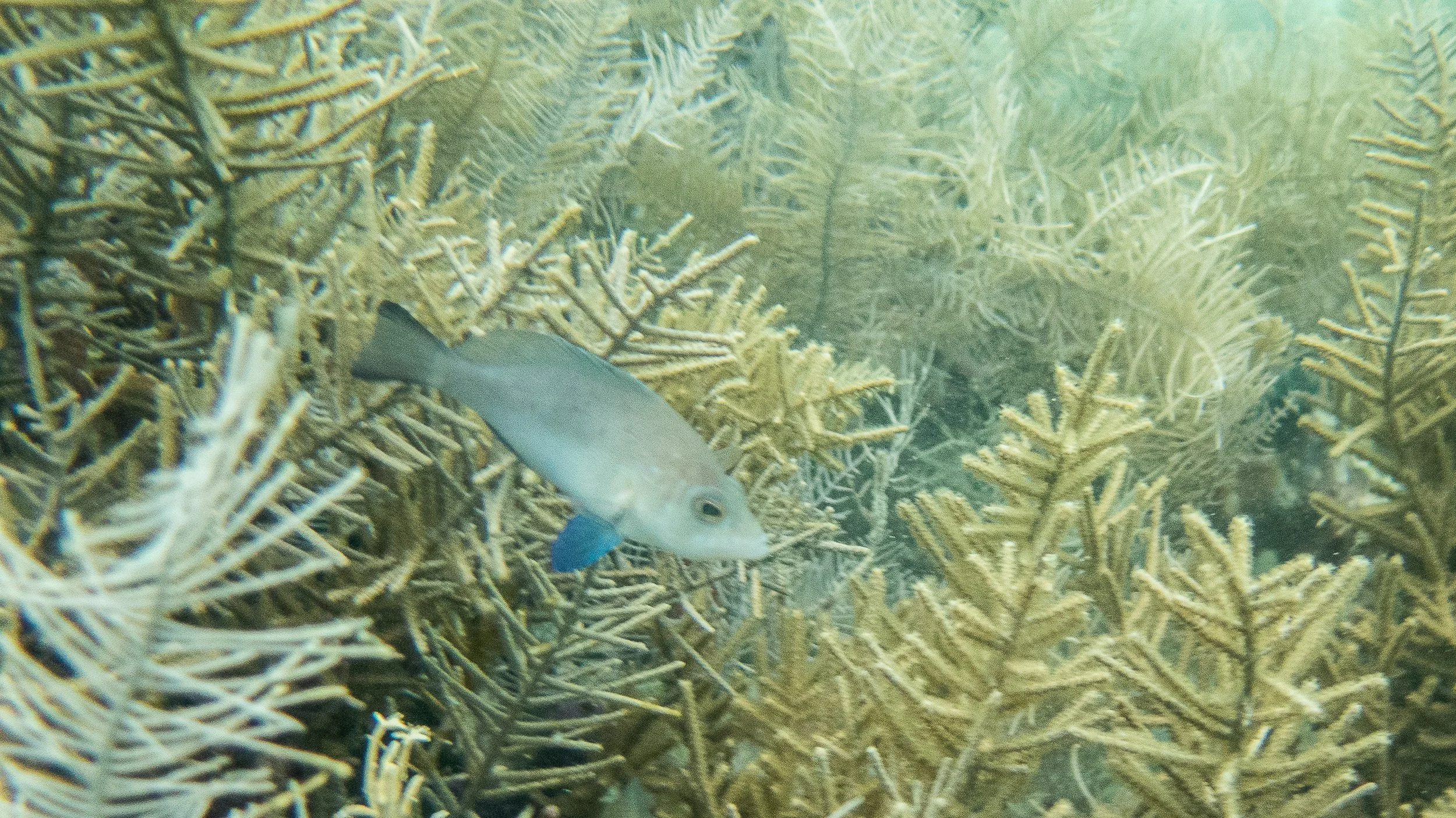 Location: Panama, Bocas del Toro, Crawl Cay