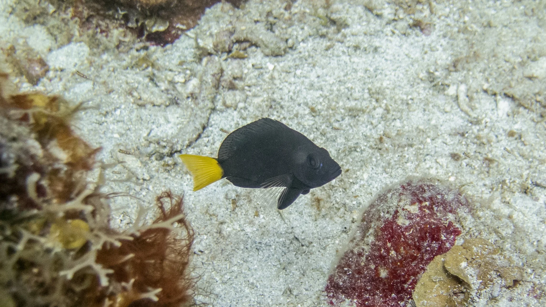 All fins and body black, clear pectoral fins, with solid yellow tail, iridescent blue line under eye on face.  Location: BVI, Ginger's Backside