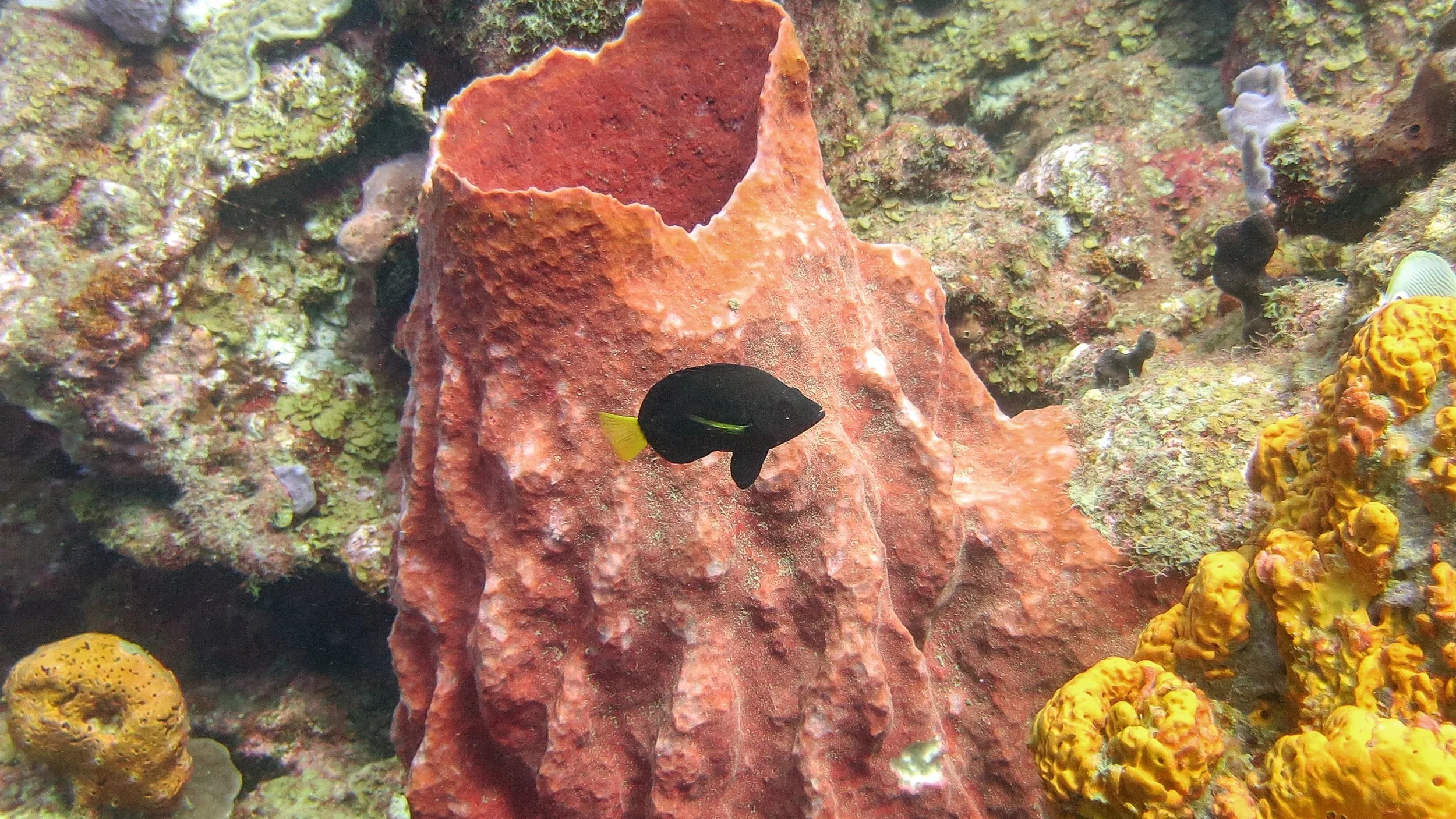 Body and fins black, but yellow pectoral fins and yellow tail. Location: Dominica, Dangleben Pinnacle