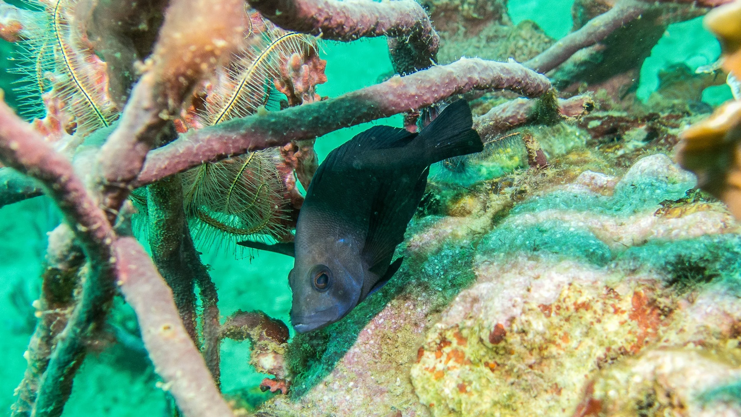 Location: Panama, Bocas del Toro, Pandora