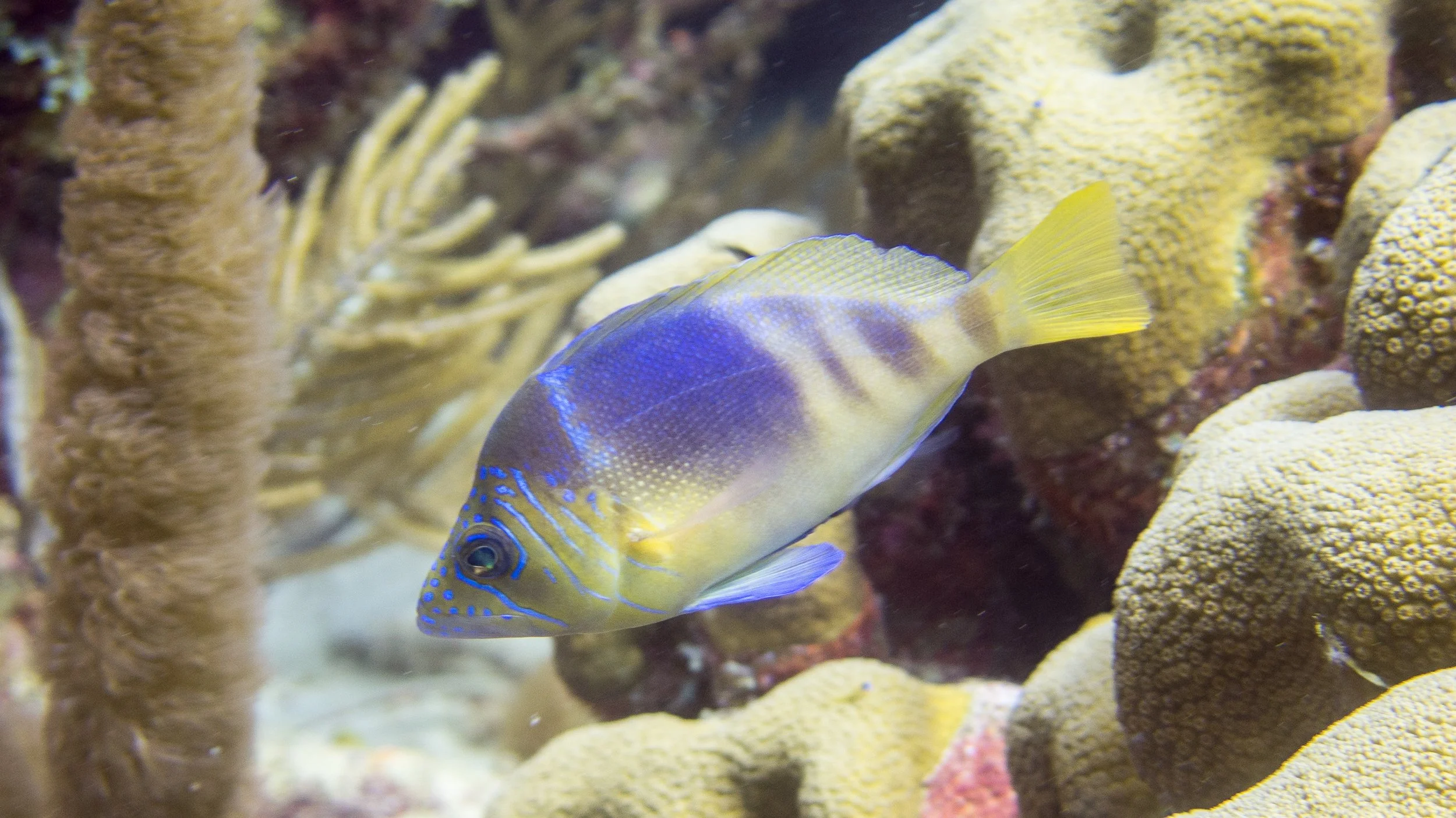 Yellow and light brown head, blue-brown vertical bars above lower half of body that is yellow, yellow tail, yellow dorsal fin with blue margin and blue-brown frontal tint, pale yellow pelvic fins with blue margin, blue margin on anal fin, iridescent 