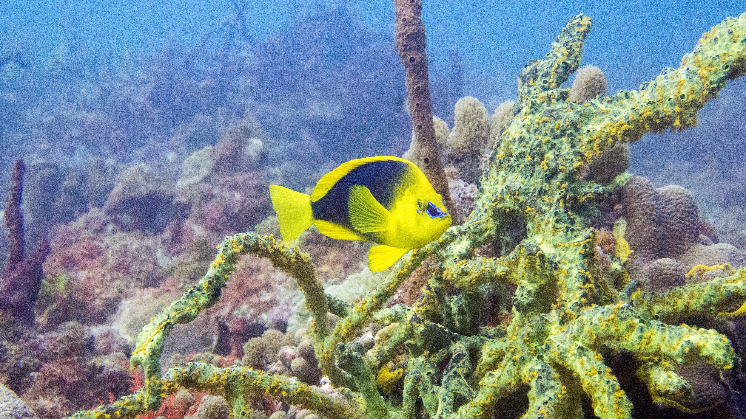 Location: St Vincent, Canouan Island, Little Bay