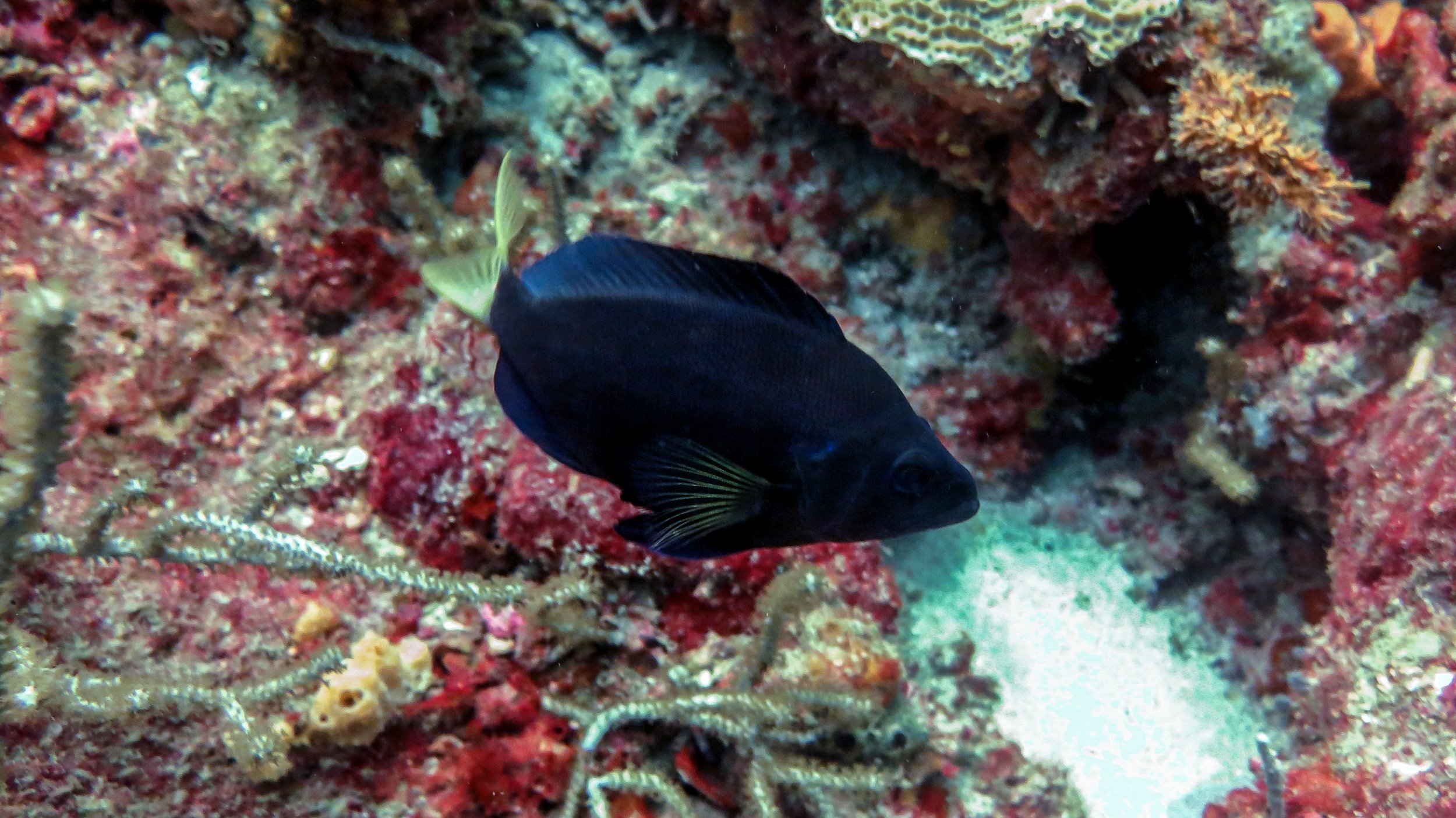Body and fins black, blue tint on rear of dorsal fin, yellow pectoral fins and yellow tail. Location: Tobago, Japanese Gardens