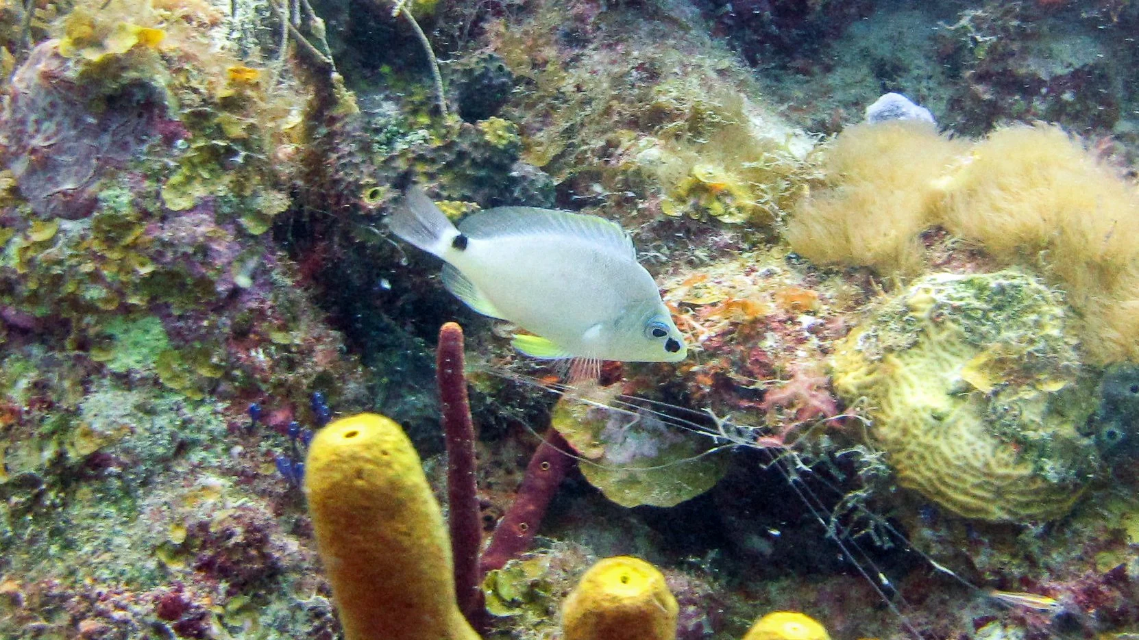 Location: BVI, Randy's Reef