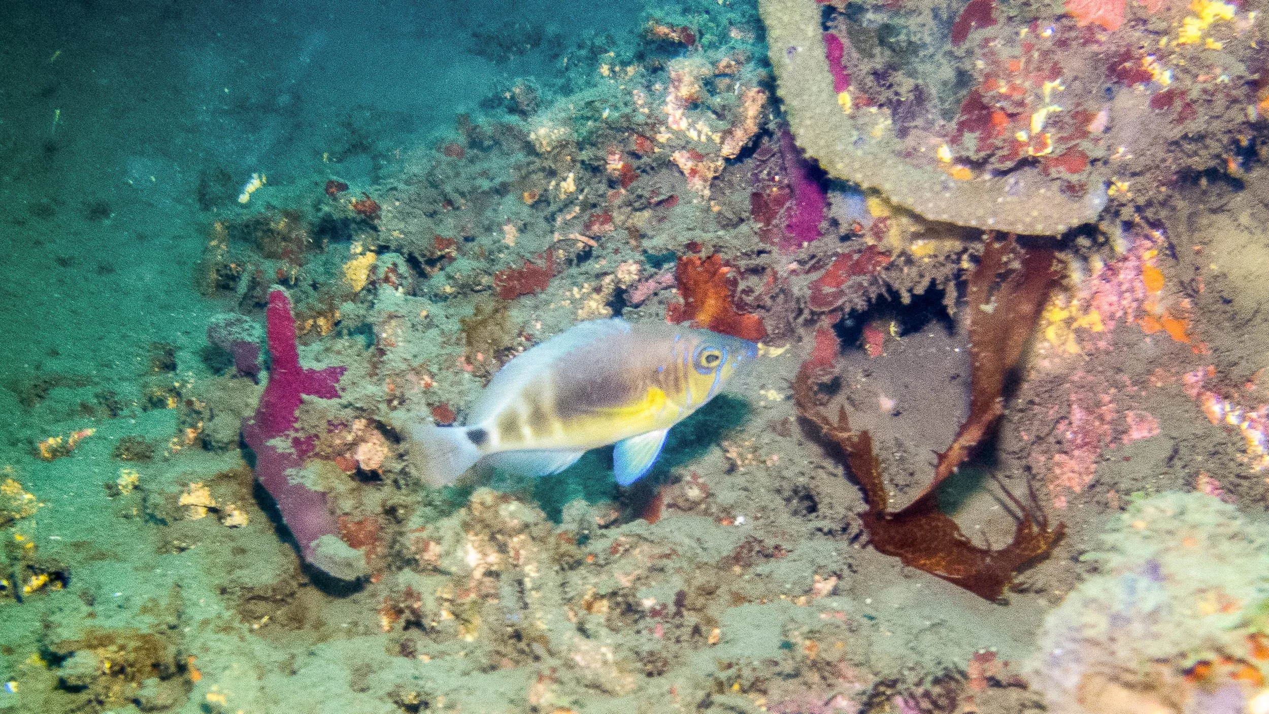 Yellow and light tan head, pale brown vertical bars with dark spot at base of tail on upper body and yellow lower body, pale yellow pelvic fins with blue margins, clear dorsal fin and tail fin, clear anal fin with light blue tint along margin, irides