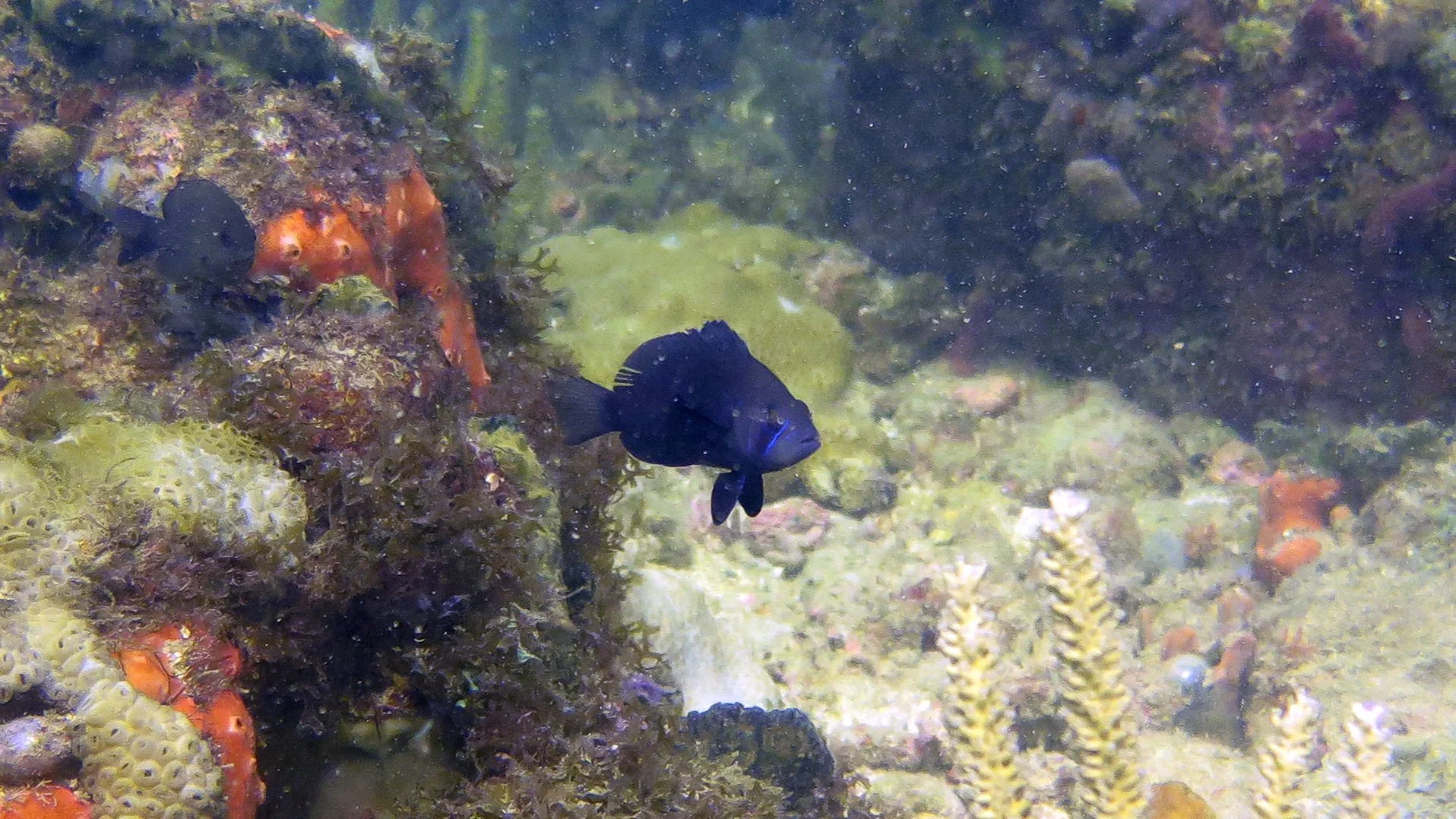 Location: Panama, Bocas del Toro, Sache