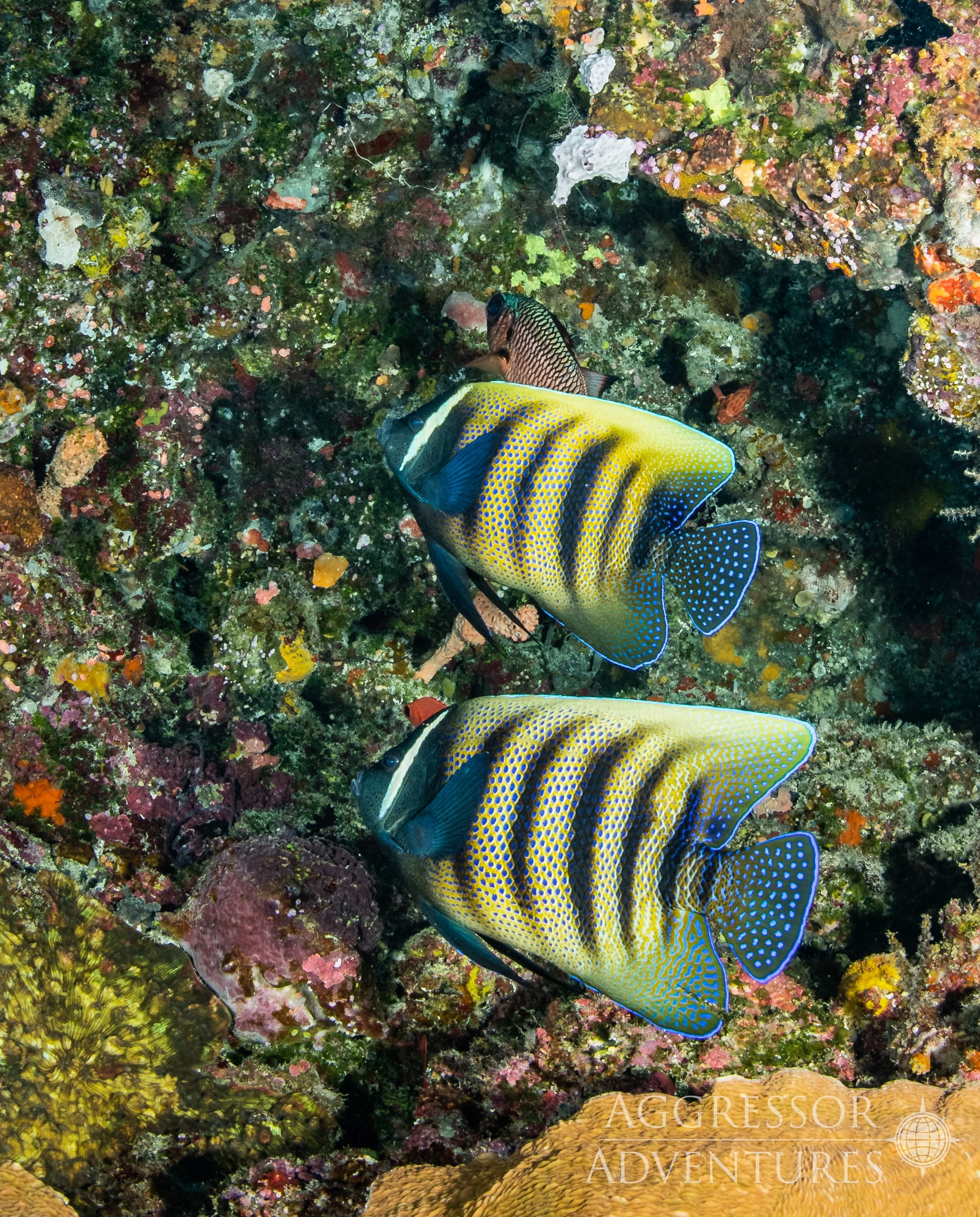 Palau-Hatter15.jpg