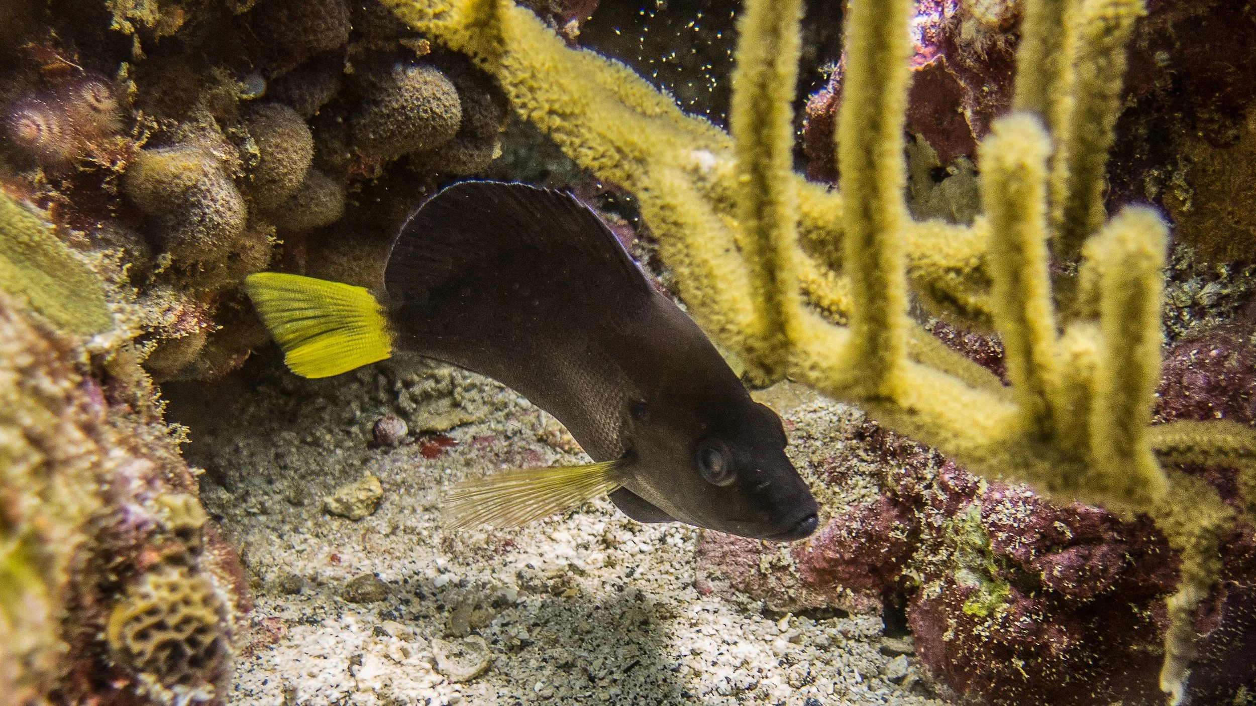 Body and fins black, yellow pectoral fins and yellow-brown tint on body at base of pectoral fins, yellow tail. Location: St Vincent, Orca II