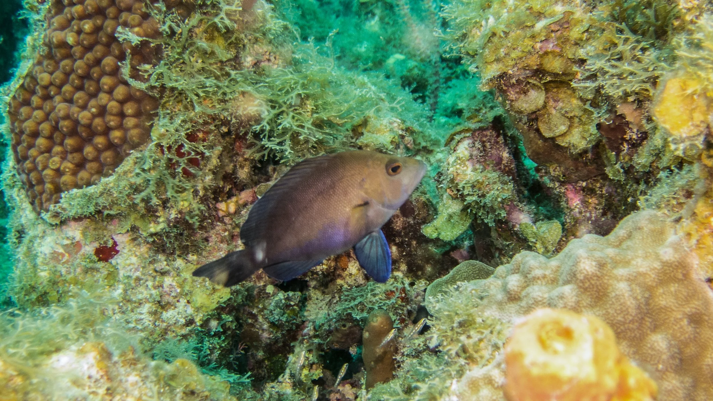 Location: BVI, Black Forest