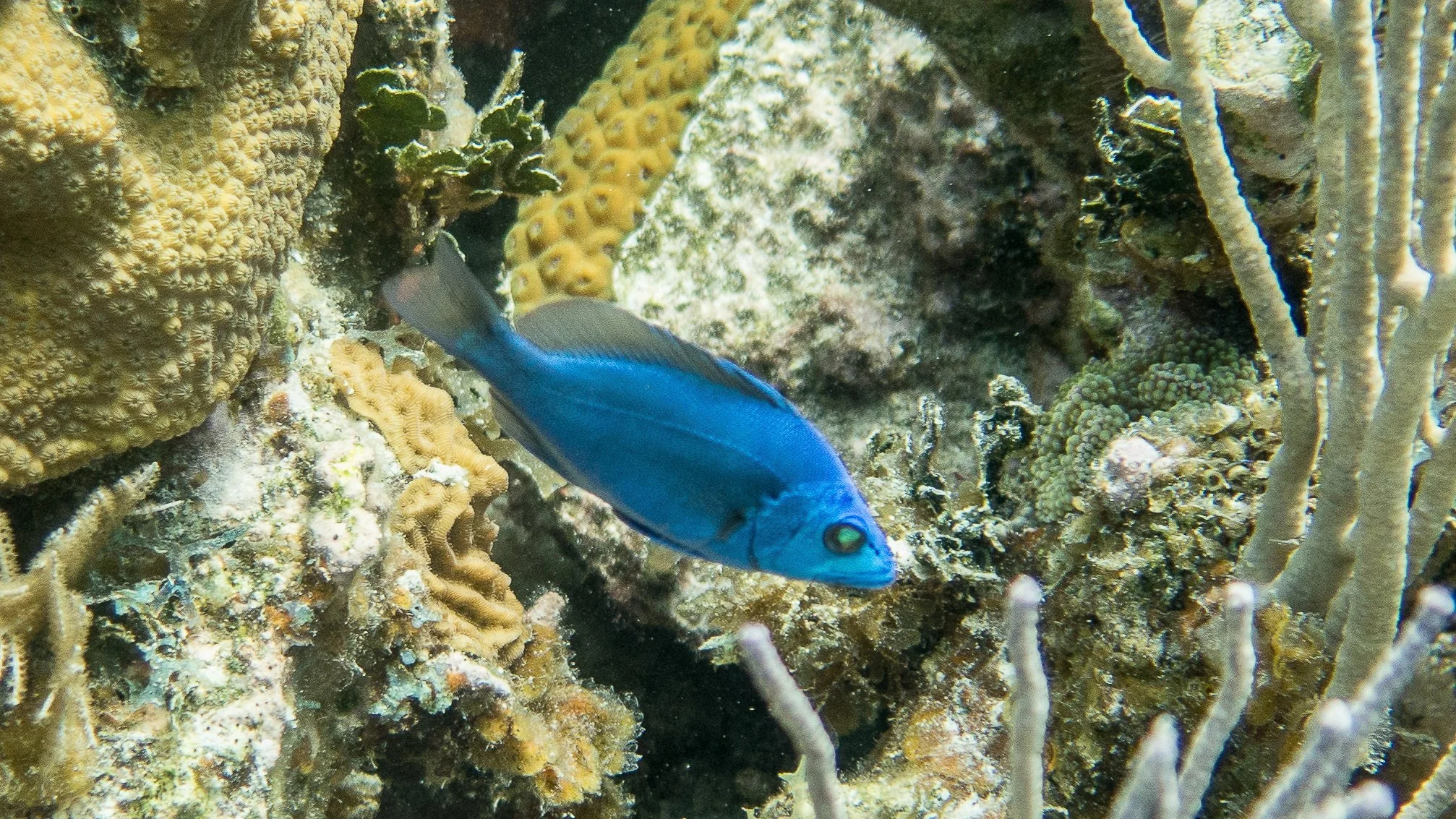 Location: Belize, Little Water Cay