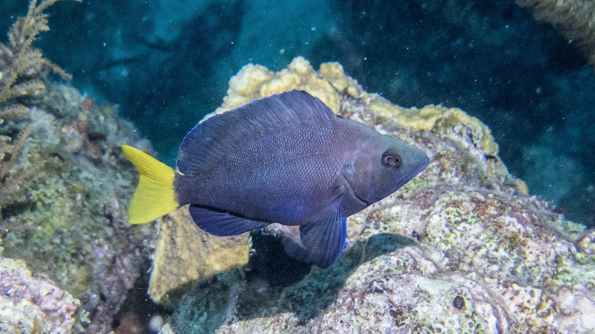 Body and fins blue-black, clear pectoral fins, blue margin on pelvic fins and yellow tail. Location: BVI, The Indians