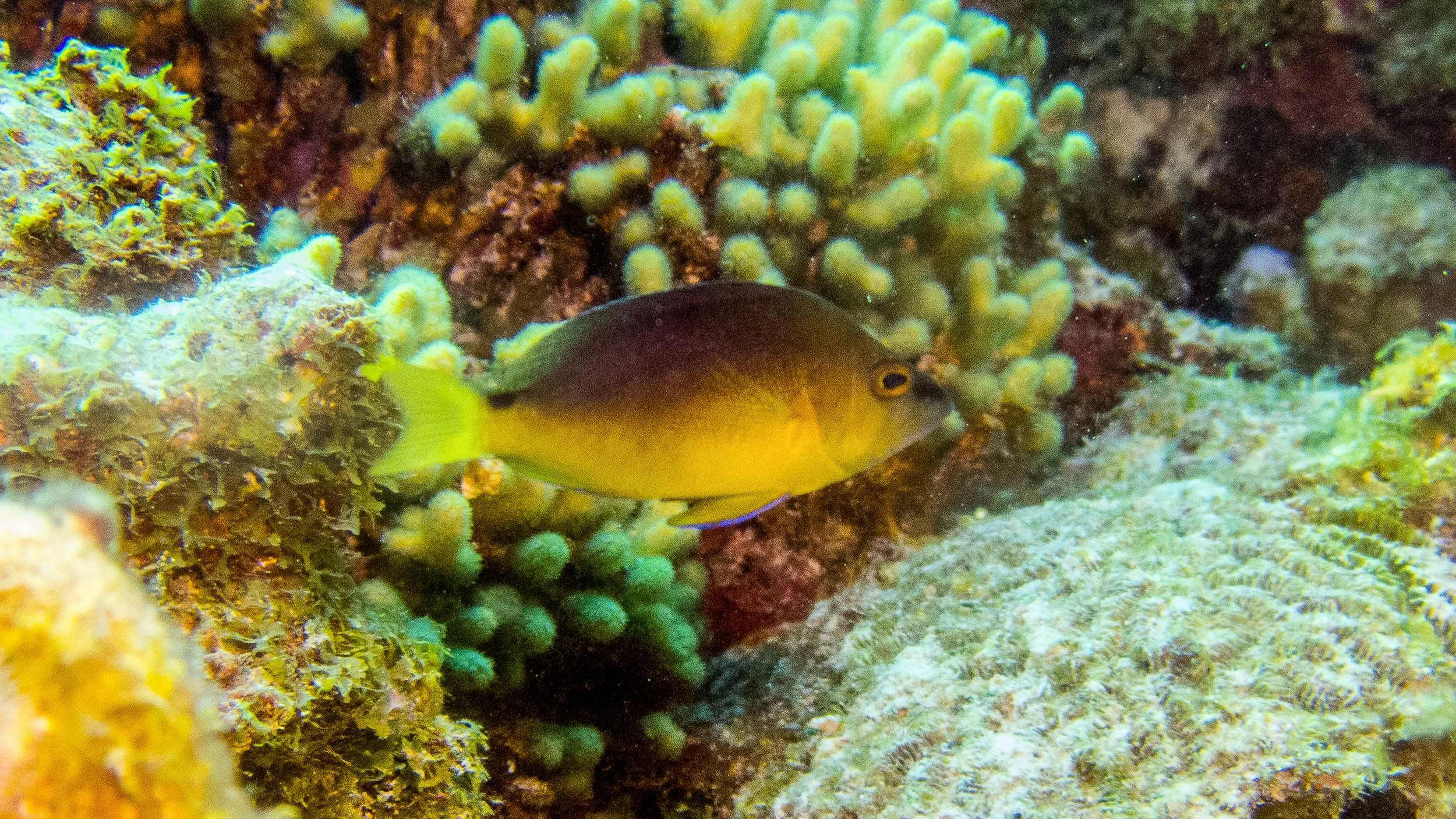 Location: Bonaire, Sampler