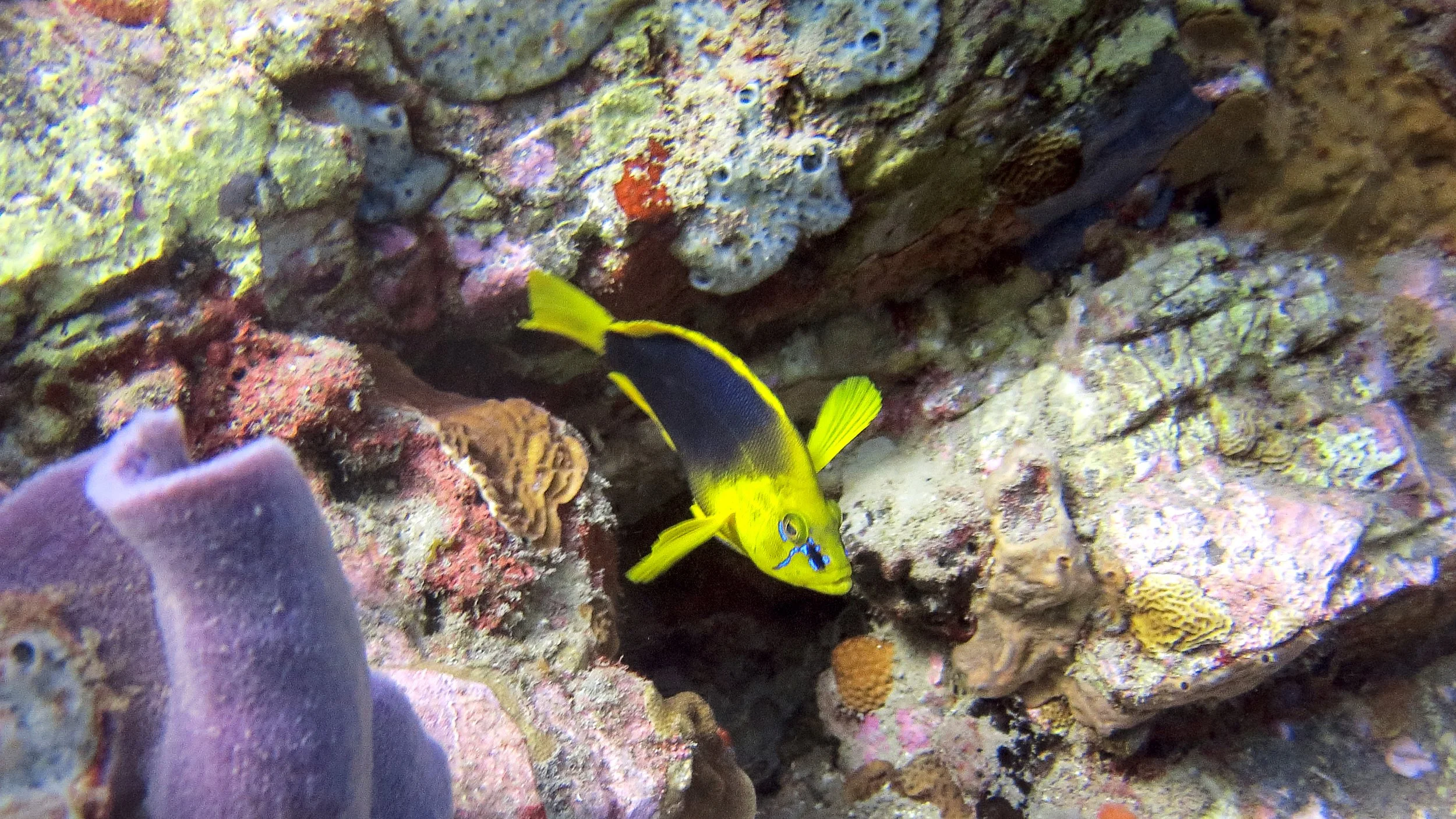 Location: Dominica, Scott's Head Point