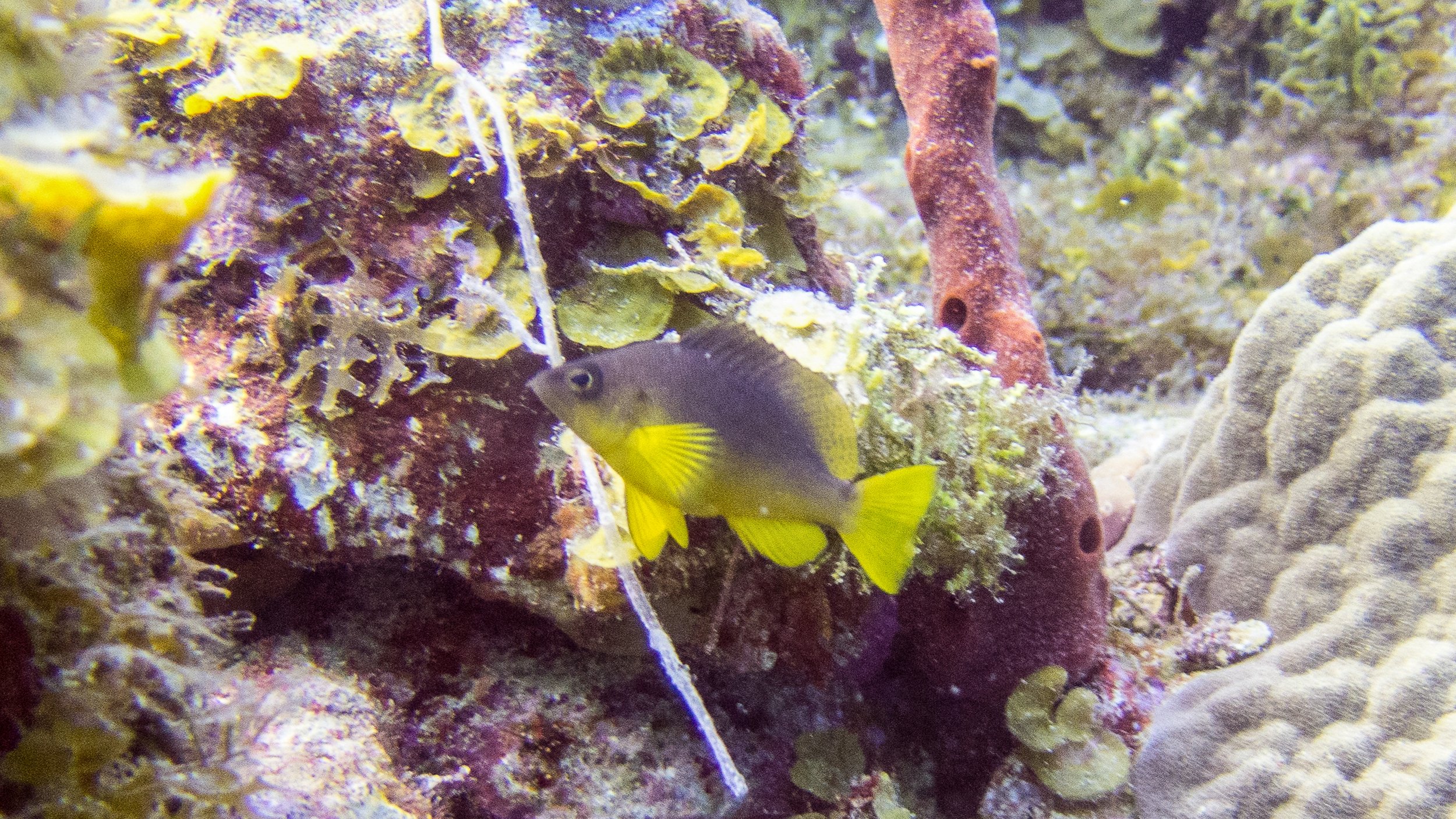 Location: BVI, Randy's Reef