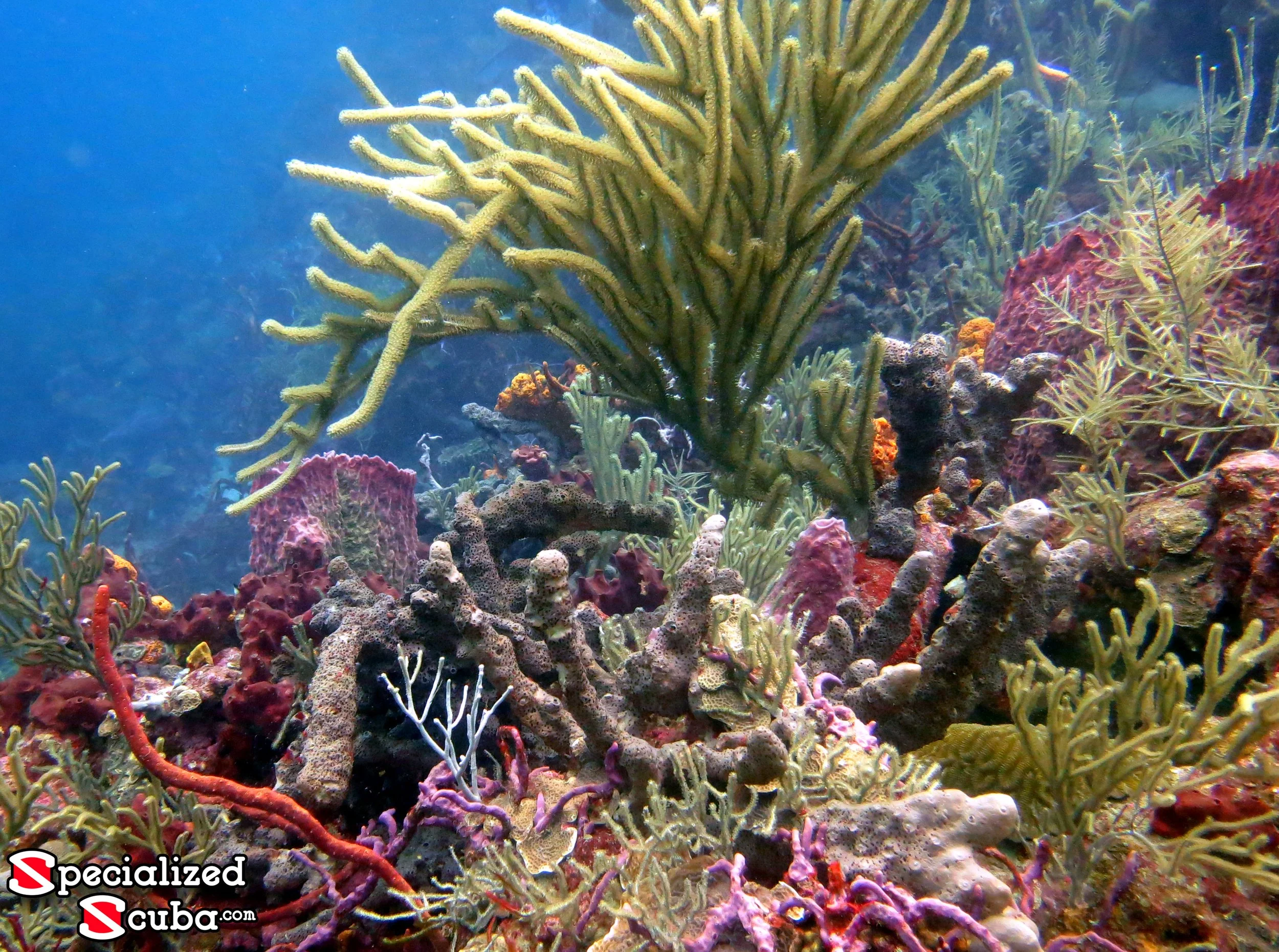Colorful coral reef with various types of coral and marine life in clear blue water.