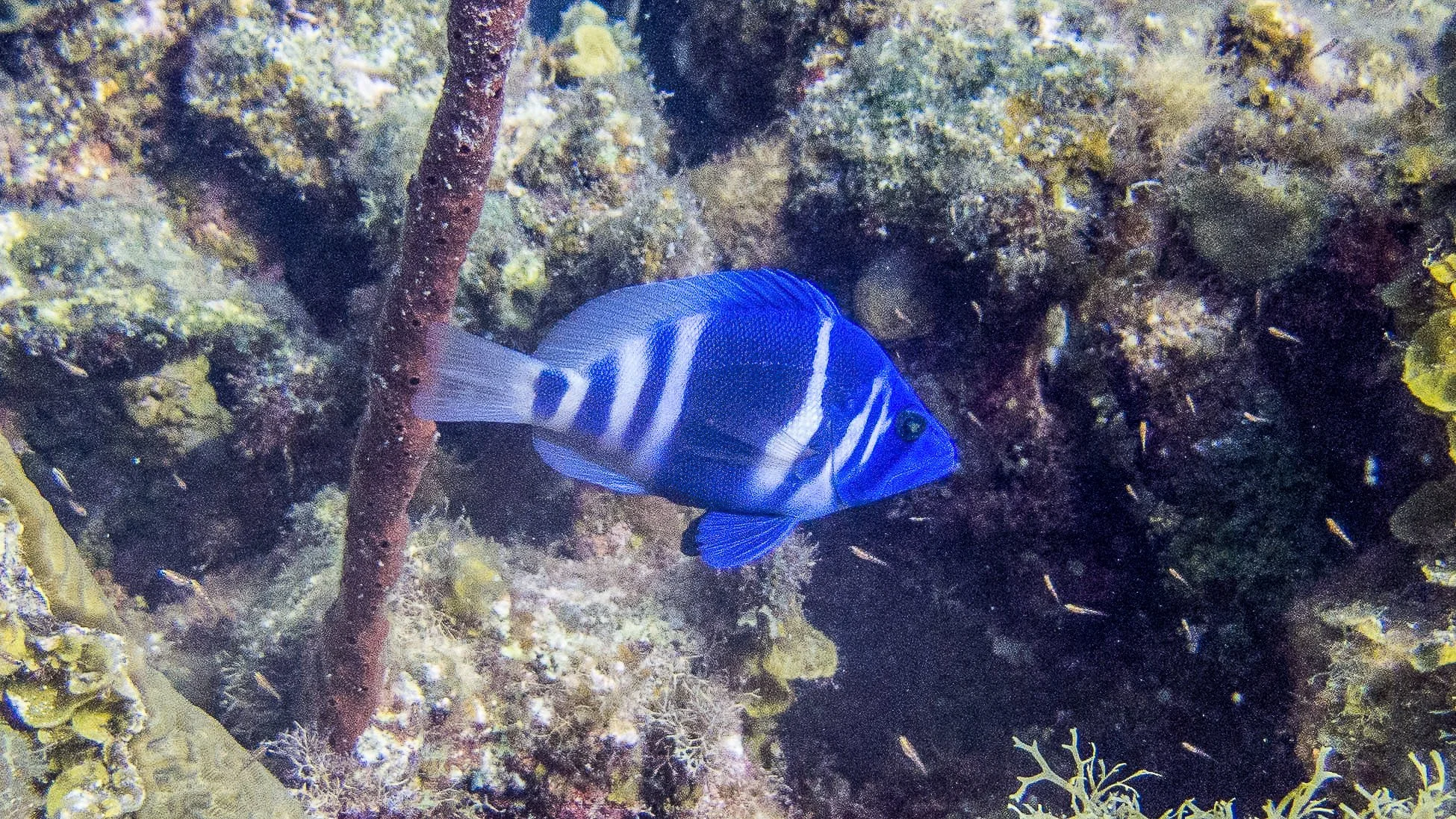 Location: BVI, Spyglass Wall