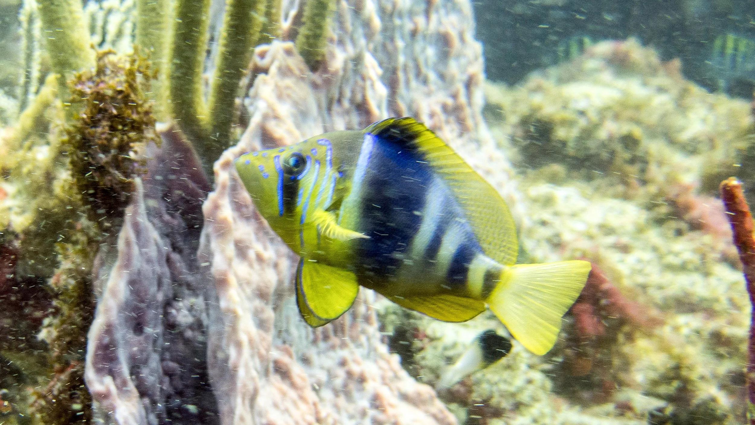 This may be a hybrid between a Golden and Barred Hamlet. Head is yellow, vertical bars are blue-black, all fins are solid yellow, blue margins on pelvic and anal fins, dark blotch on front of dorsal fin, iridescent blue lines on head.   Location: Tob