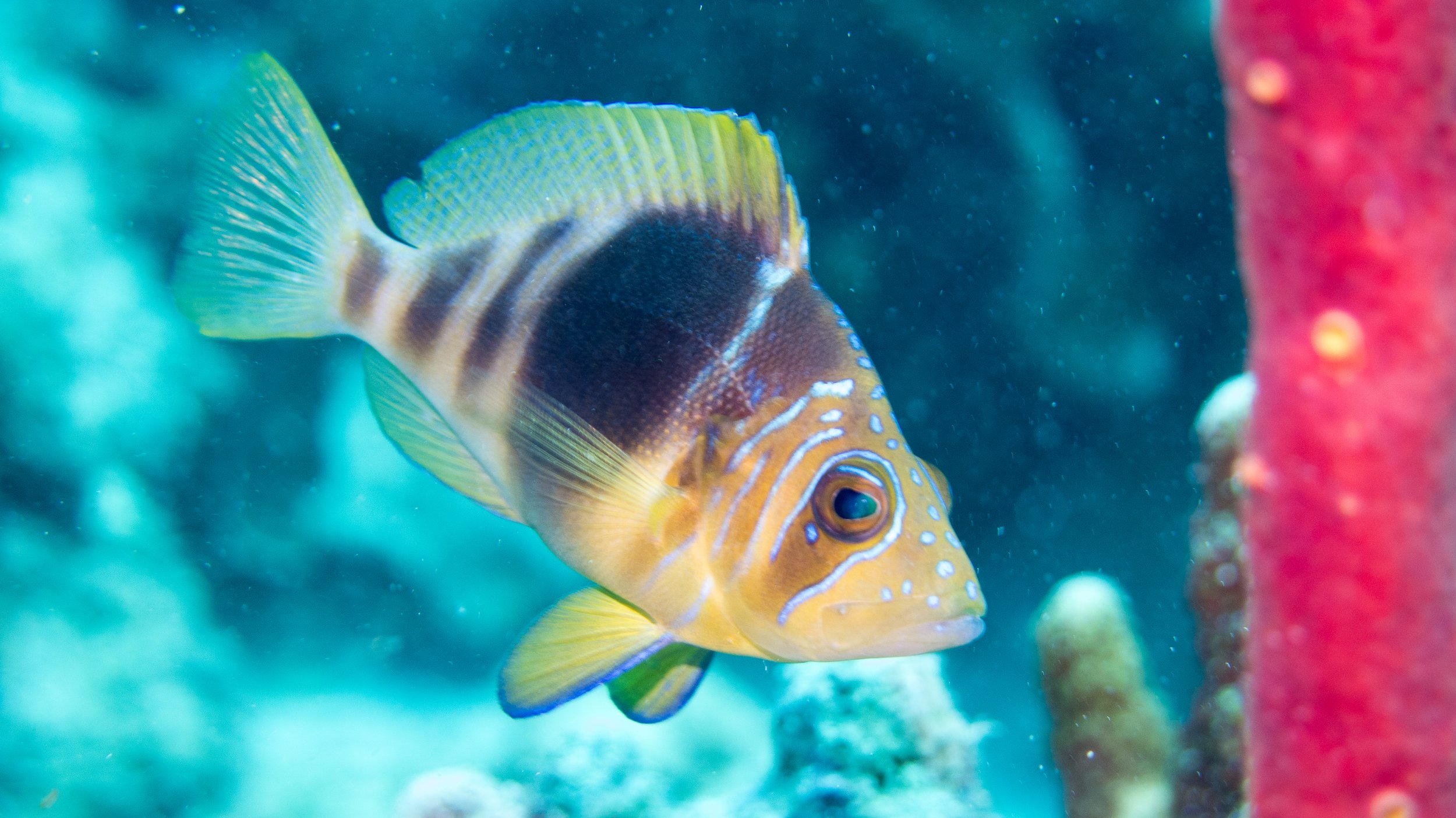 Barred Hamlet, Bonaire, Habitat Wall North