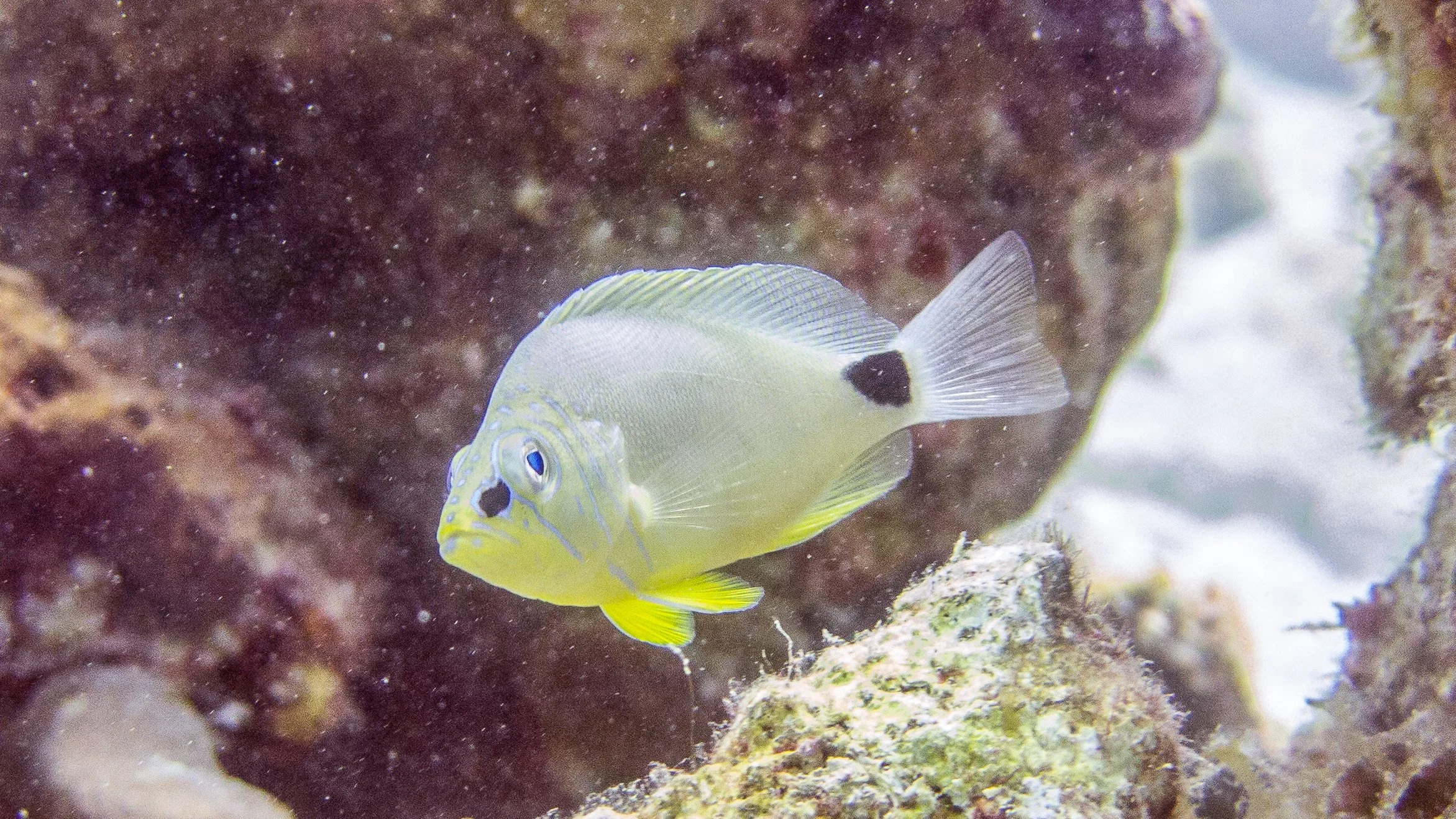 Location: BVI, Randy's Reef