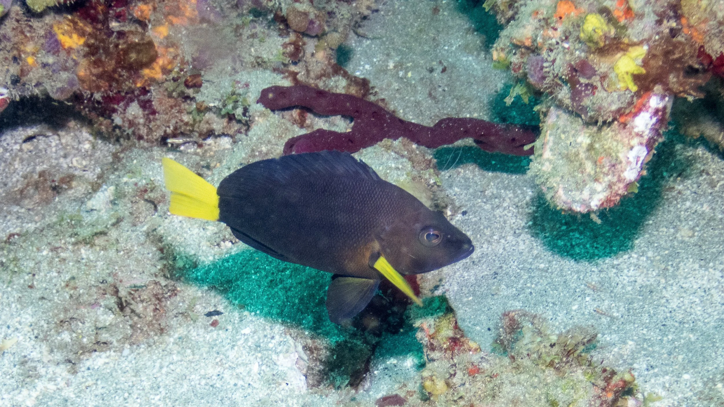 Body brown-black and fins black, yellow pectoral fins and yellow-brown tint on body near pectoral fins and toward face, yellow tail. Location: St Lucia, Malgratoute Reef
